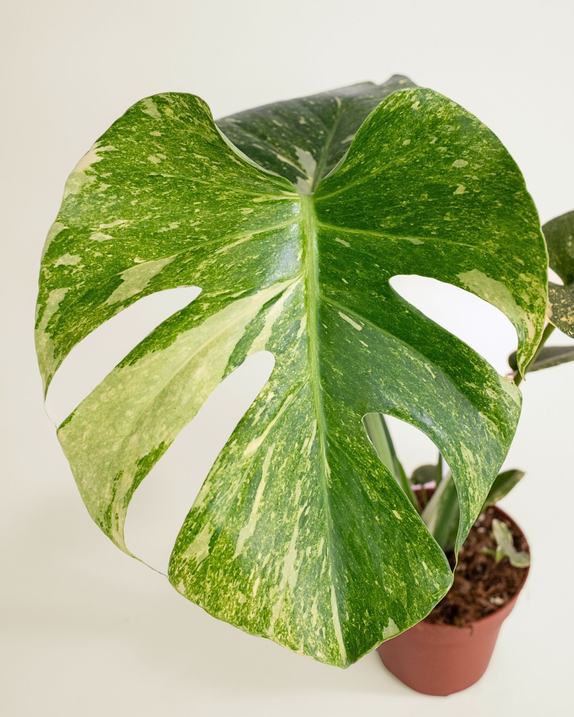 Monstera Deliciosa Legacy