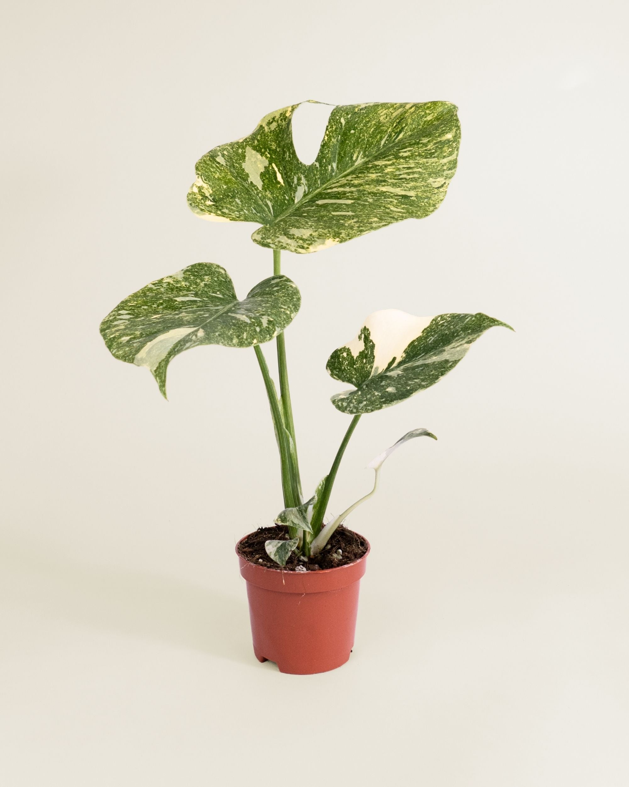 Monstera Deliciosa Legacy