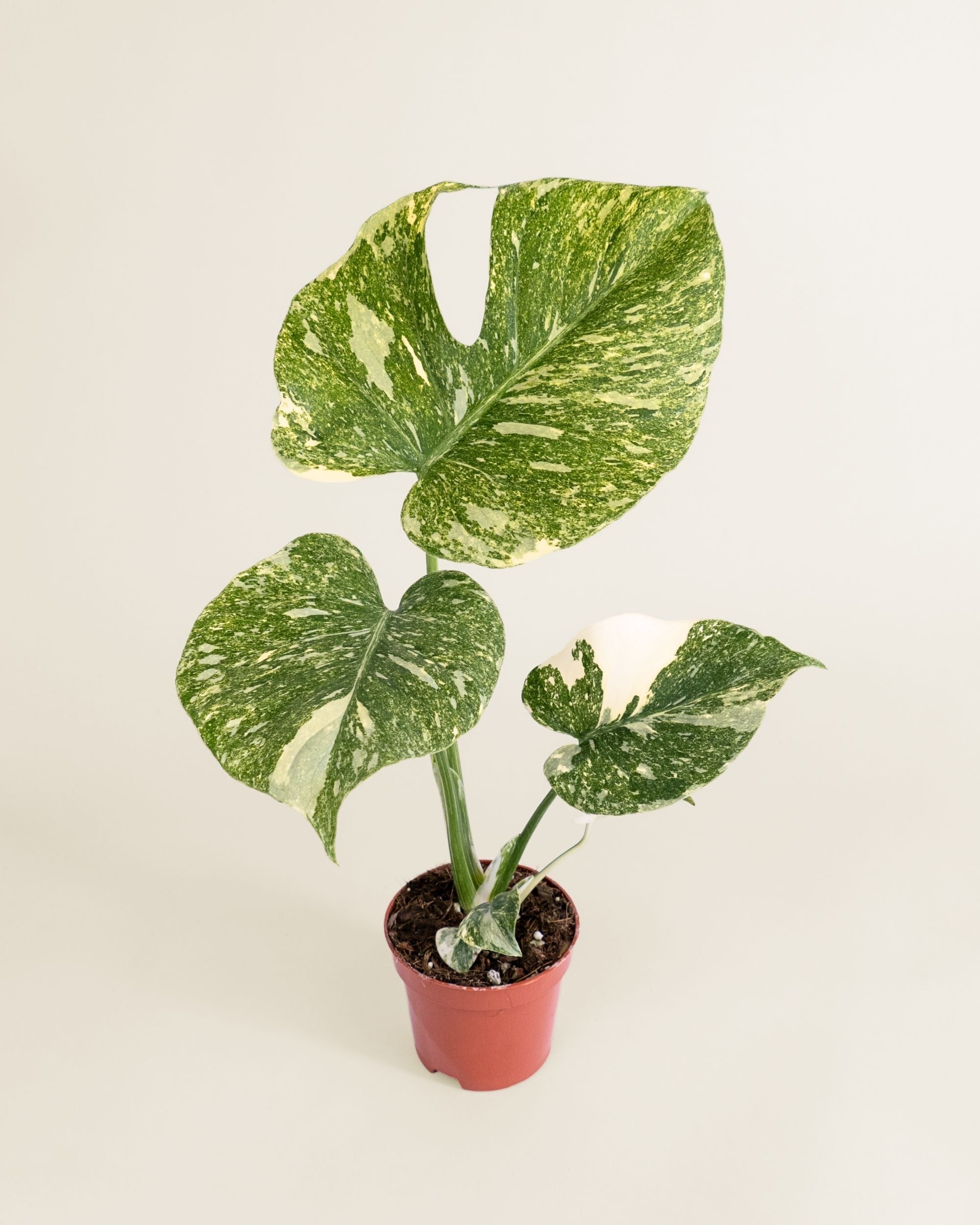 Monstera Deliciosa Legacy