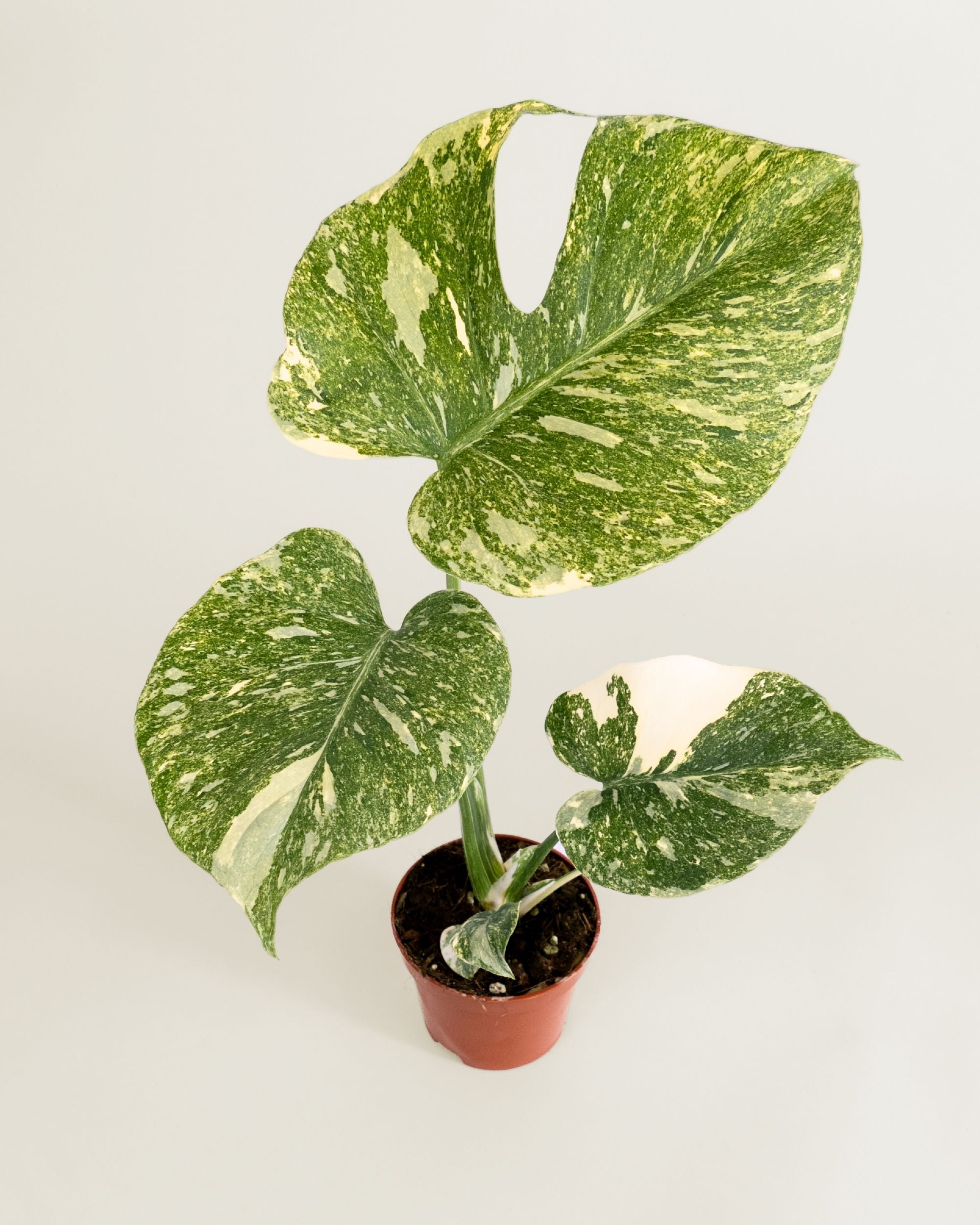 Monstera Deliciosa Legacy