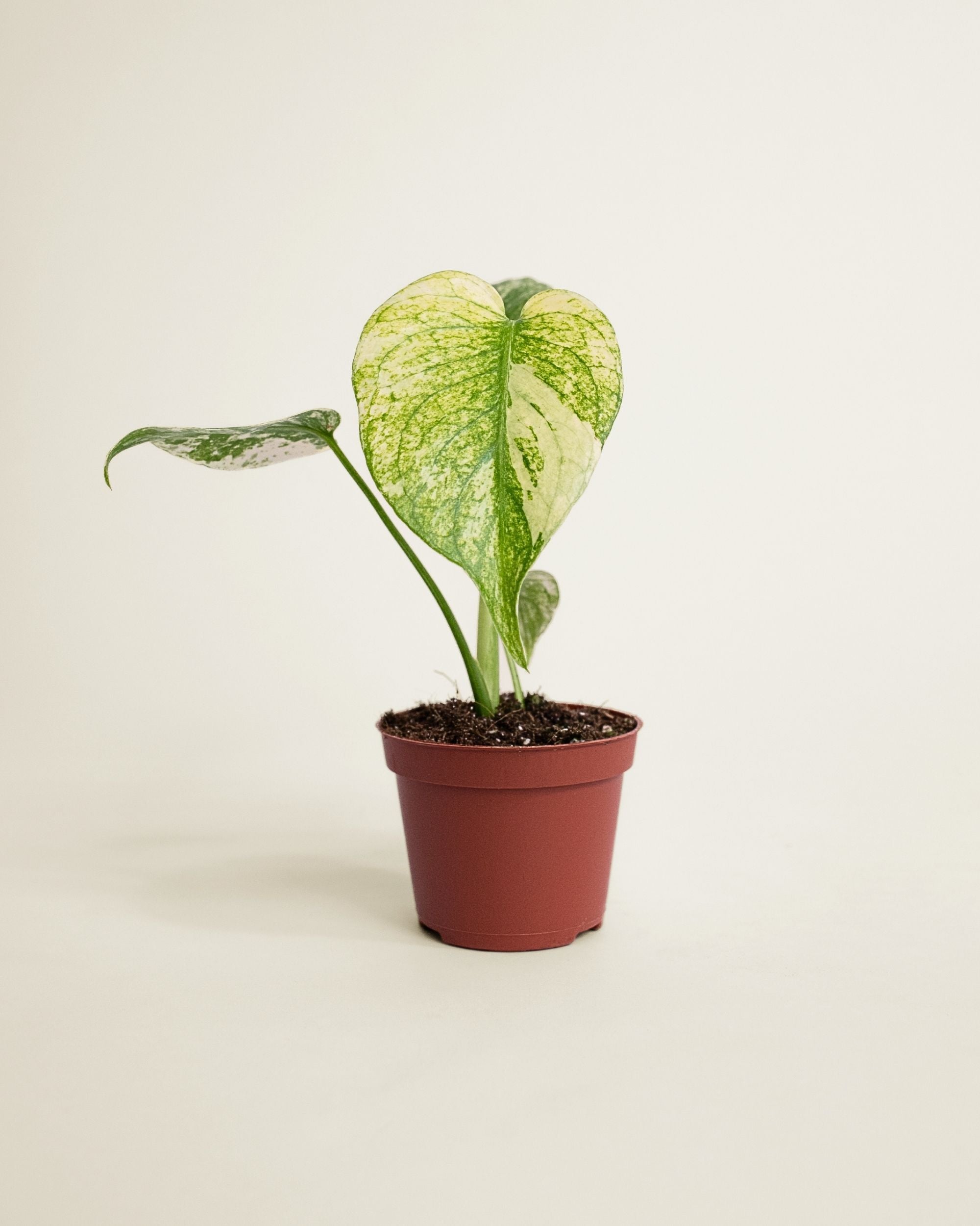 Monstera Deliciosa Mint