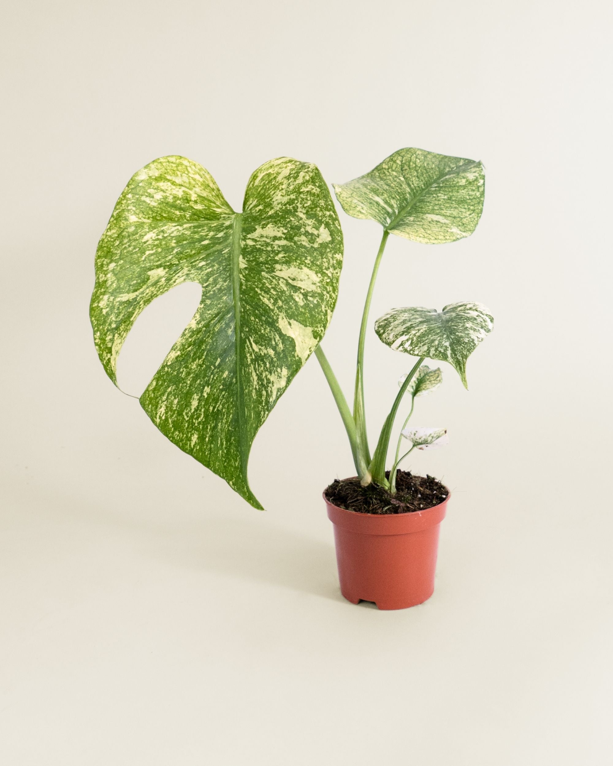 Monstera Deliciosa Mint