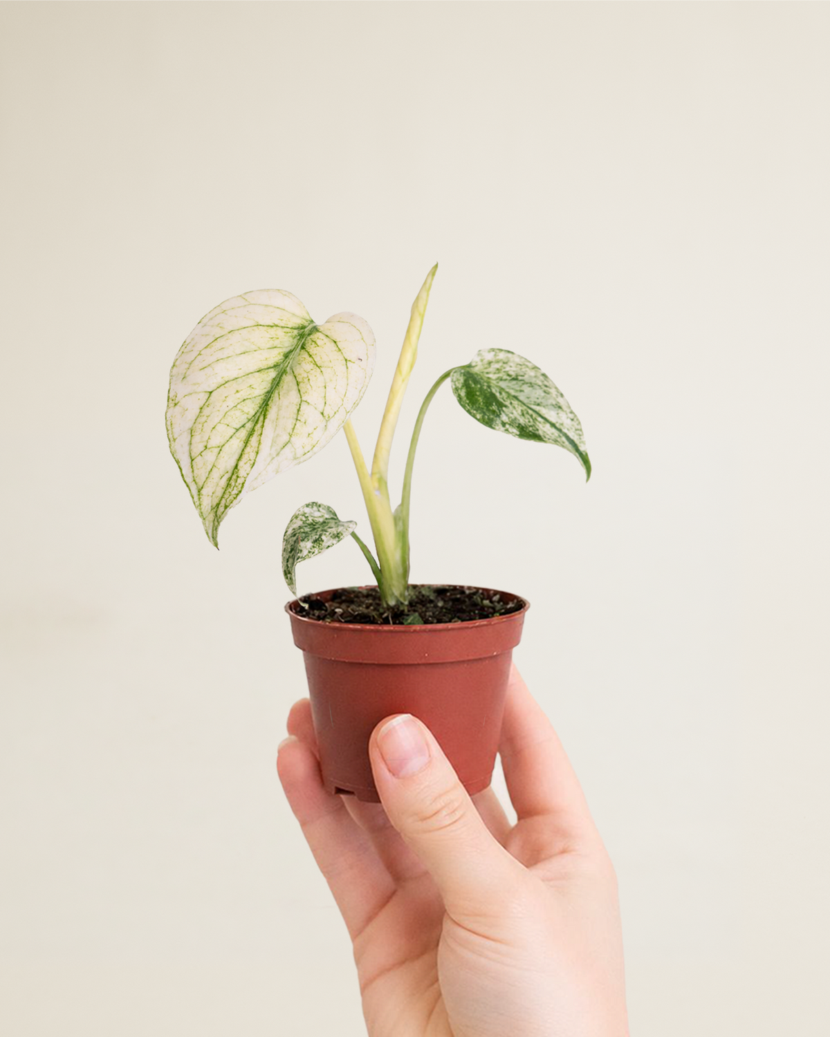 Monstera Deliciosa Sphynx Mint