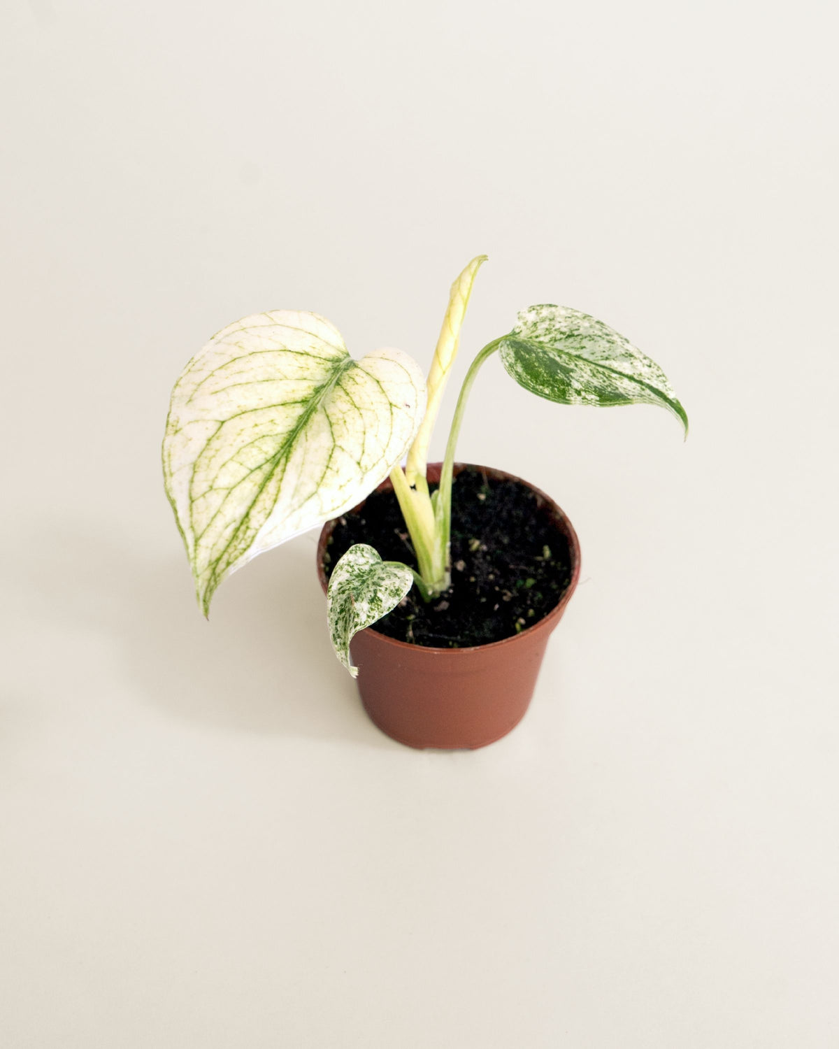 Monstera Deliciosa Sphynx Mint
