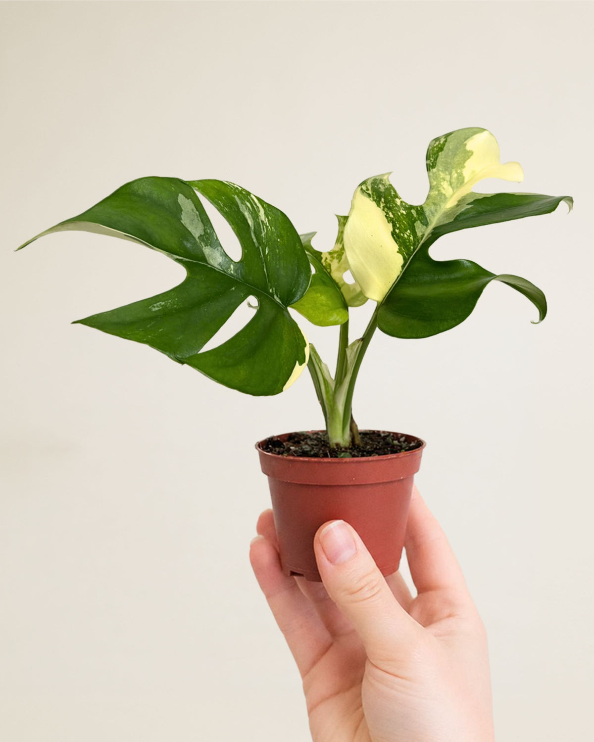 Monstera Tetrasperma Albo