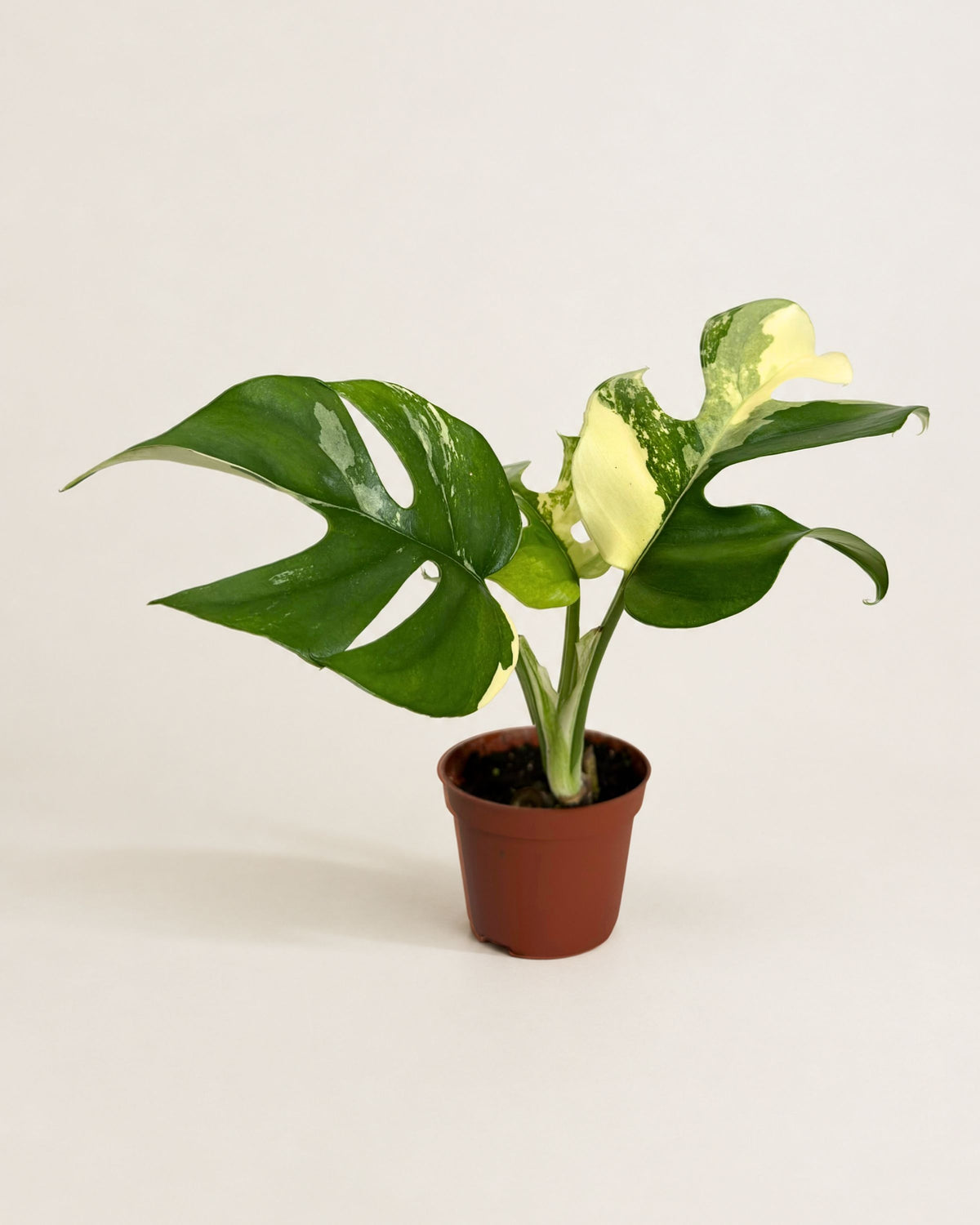 Monstera Tetrasperma Albo