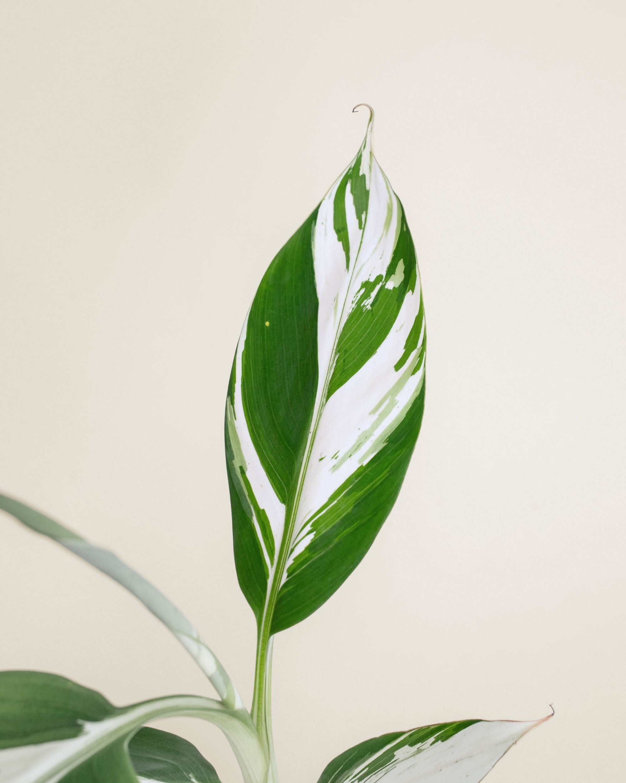 Musa AeAe Kuikawa