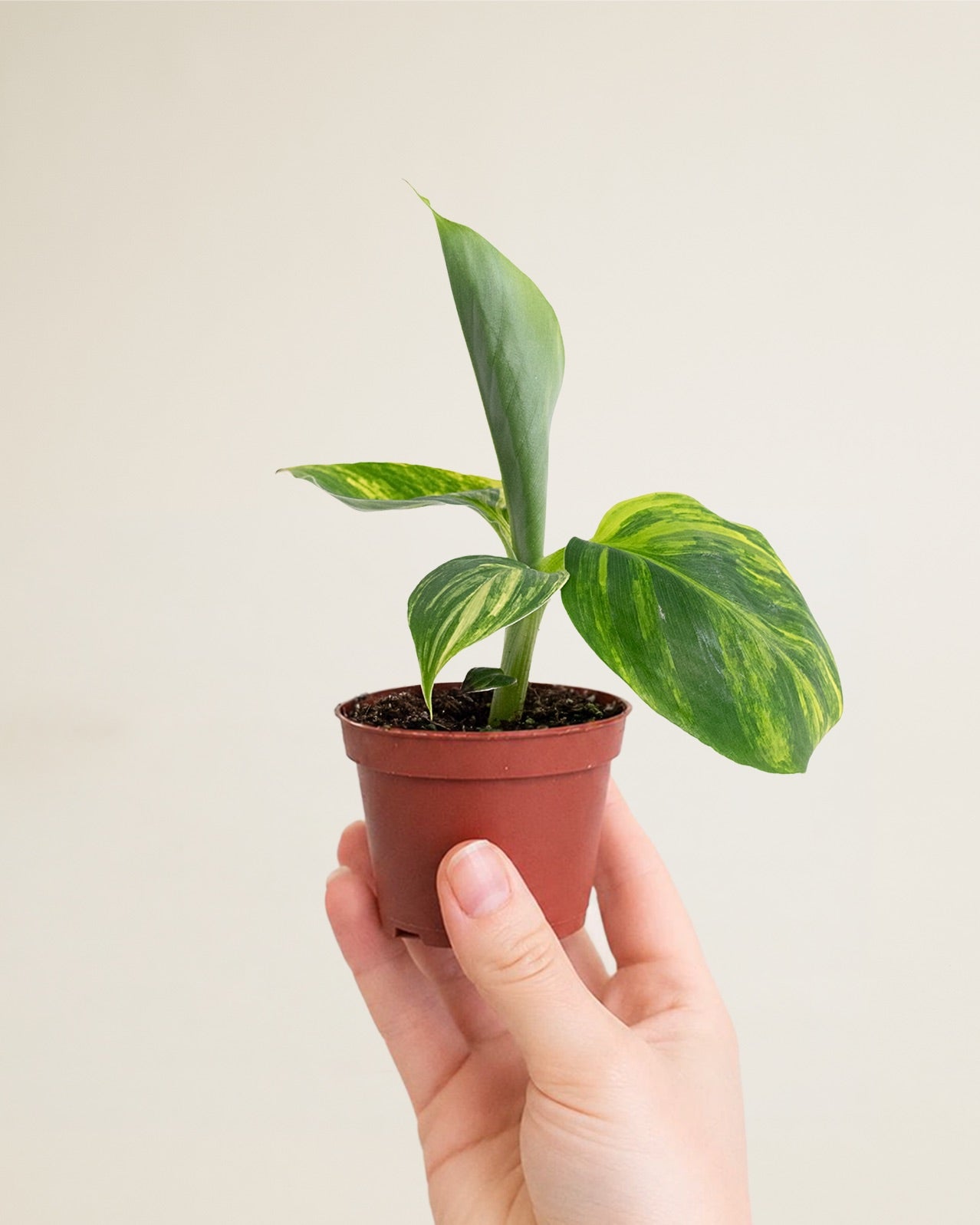 Musa Aurea