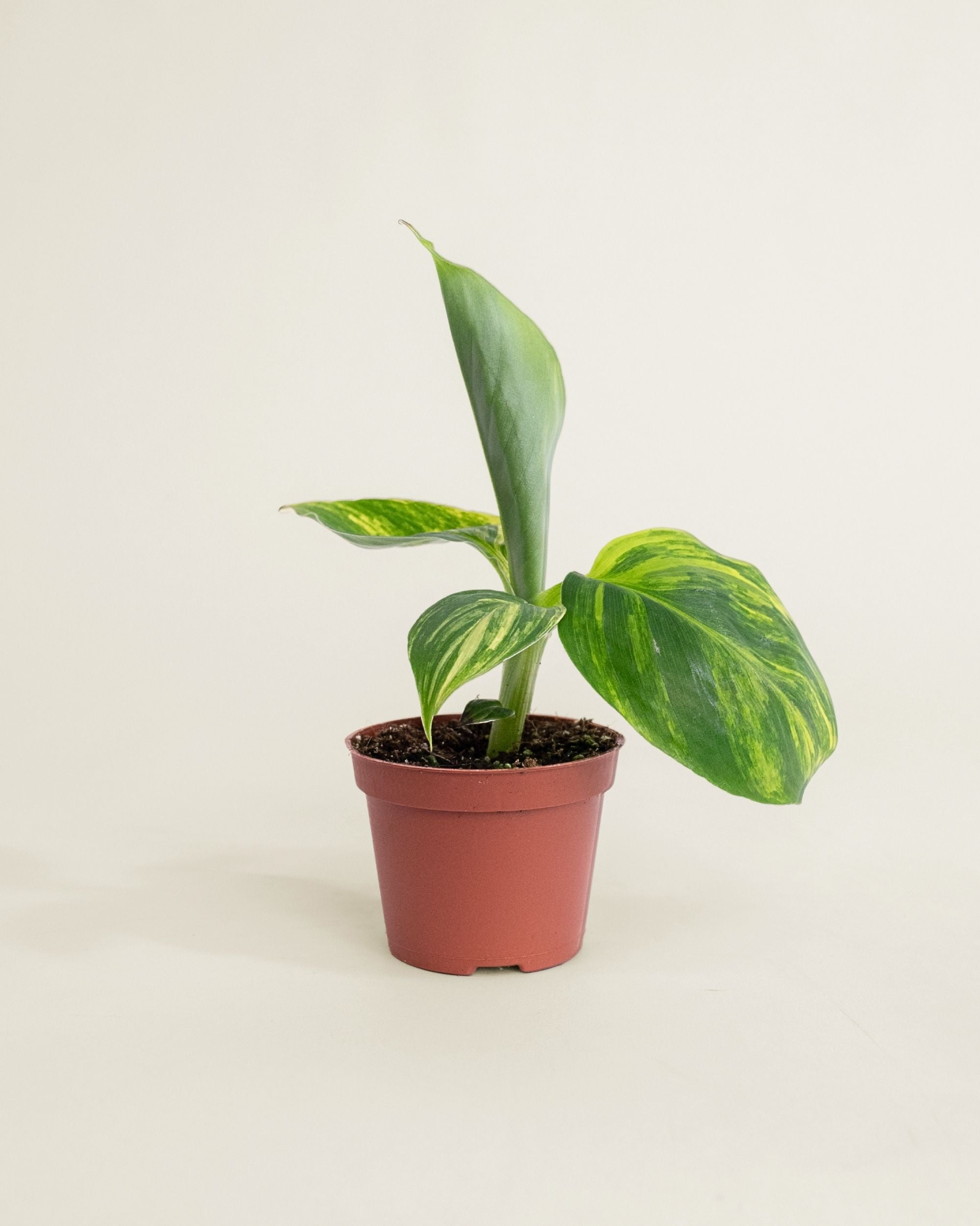 Musa Aurea