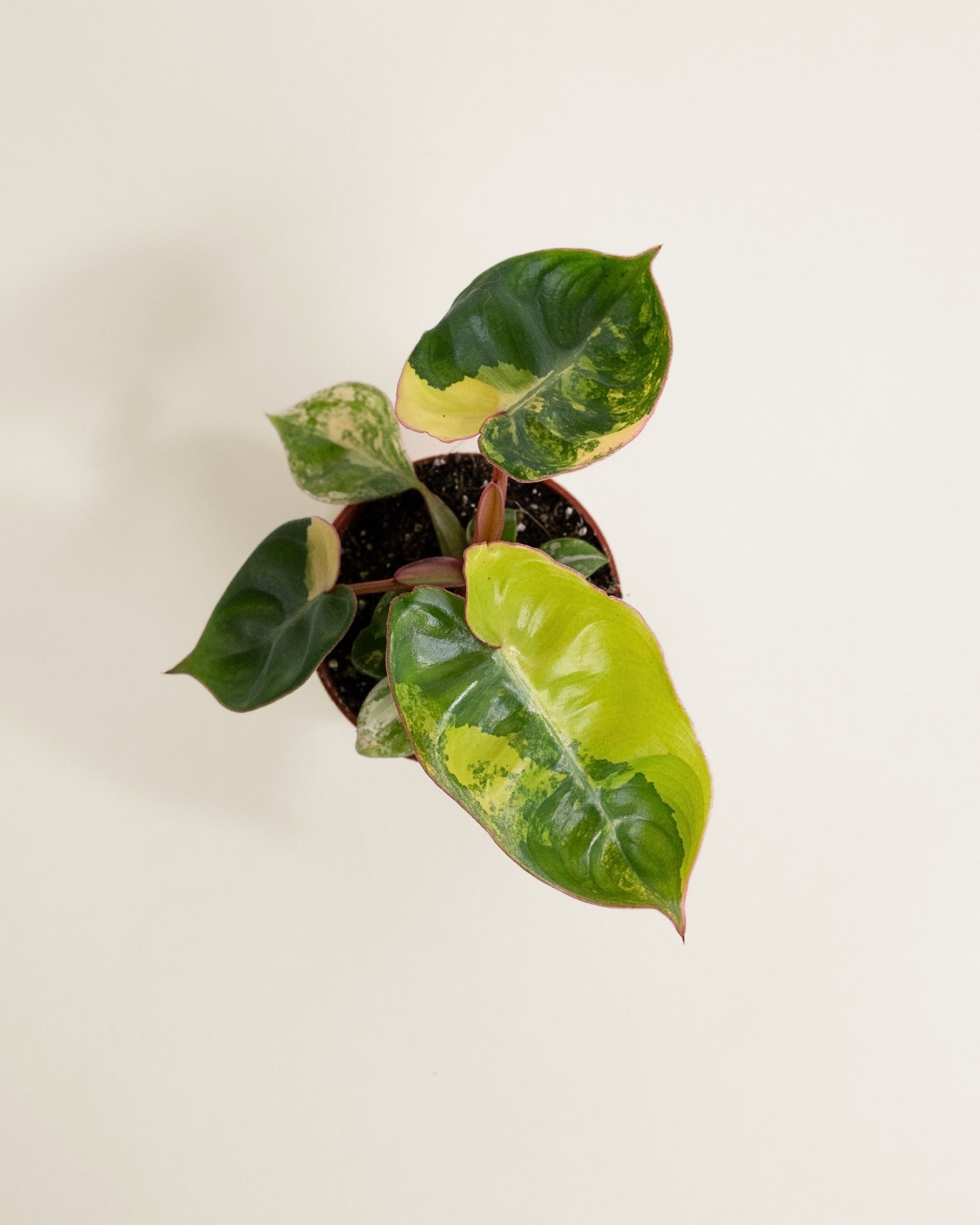 Philodendron Billietiae Variegata