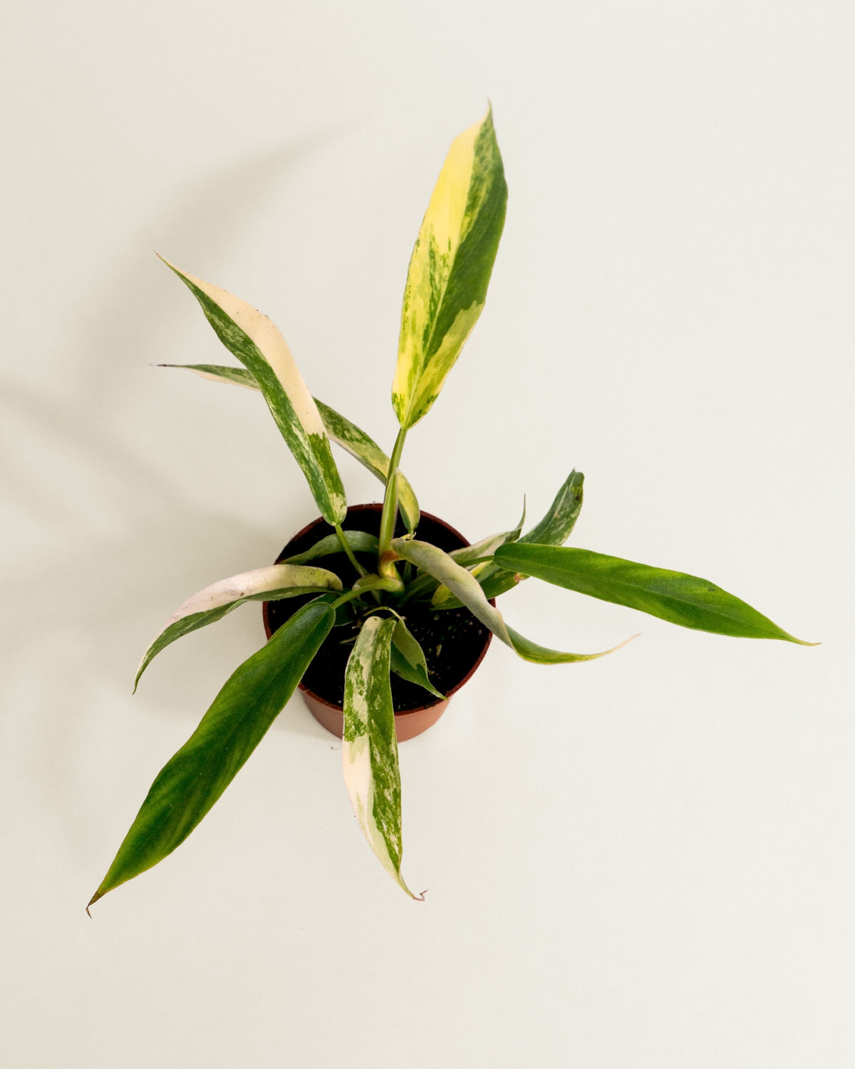 Philodendron Florida Beauty X Tortum Variegata