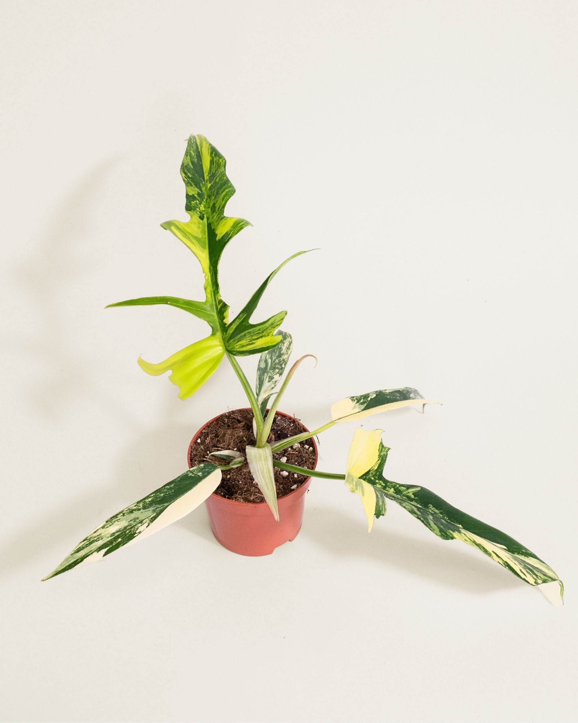 Philodendron Florida Beauty X Tortum Variegata