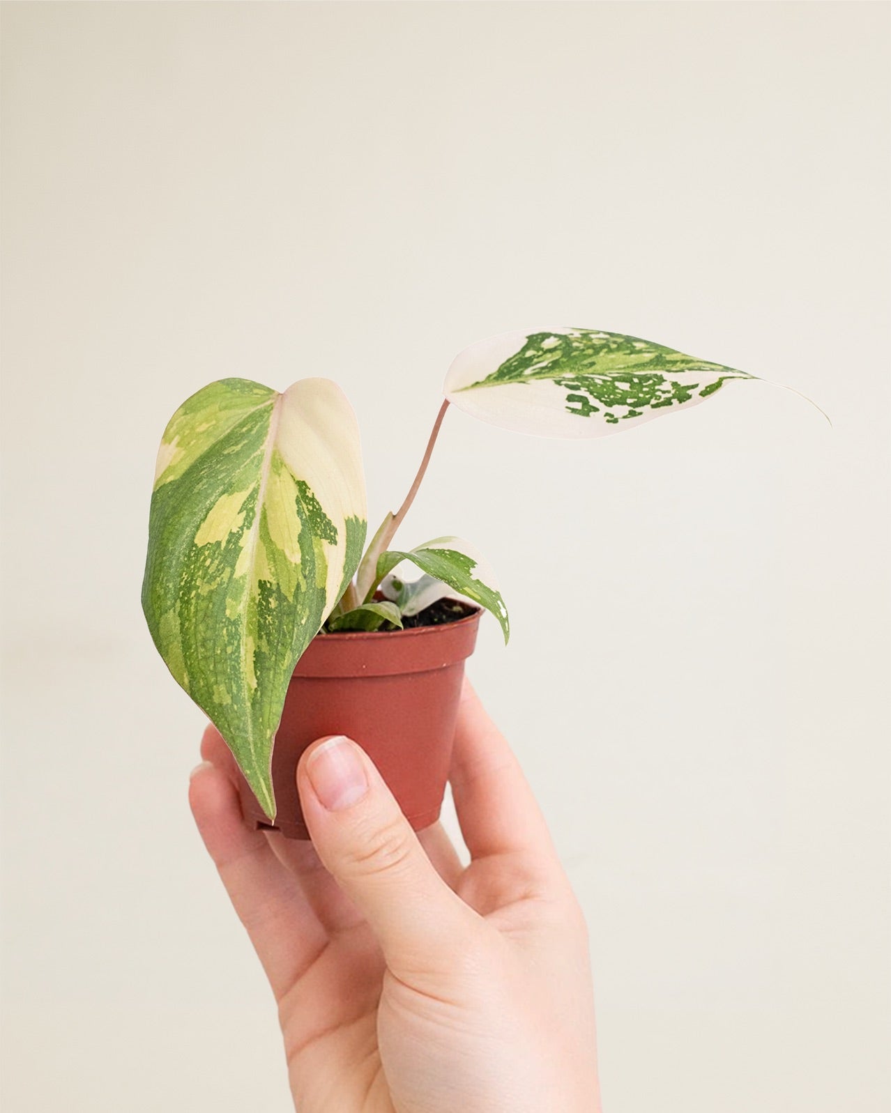 Philodendron Gloriosum Tricolor