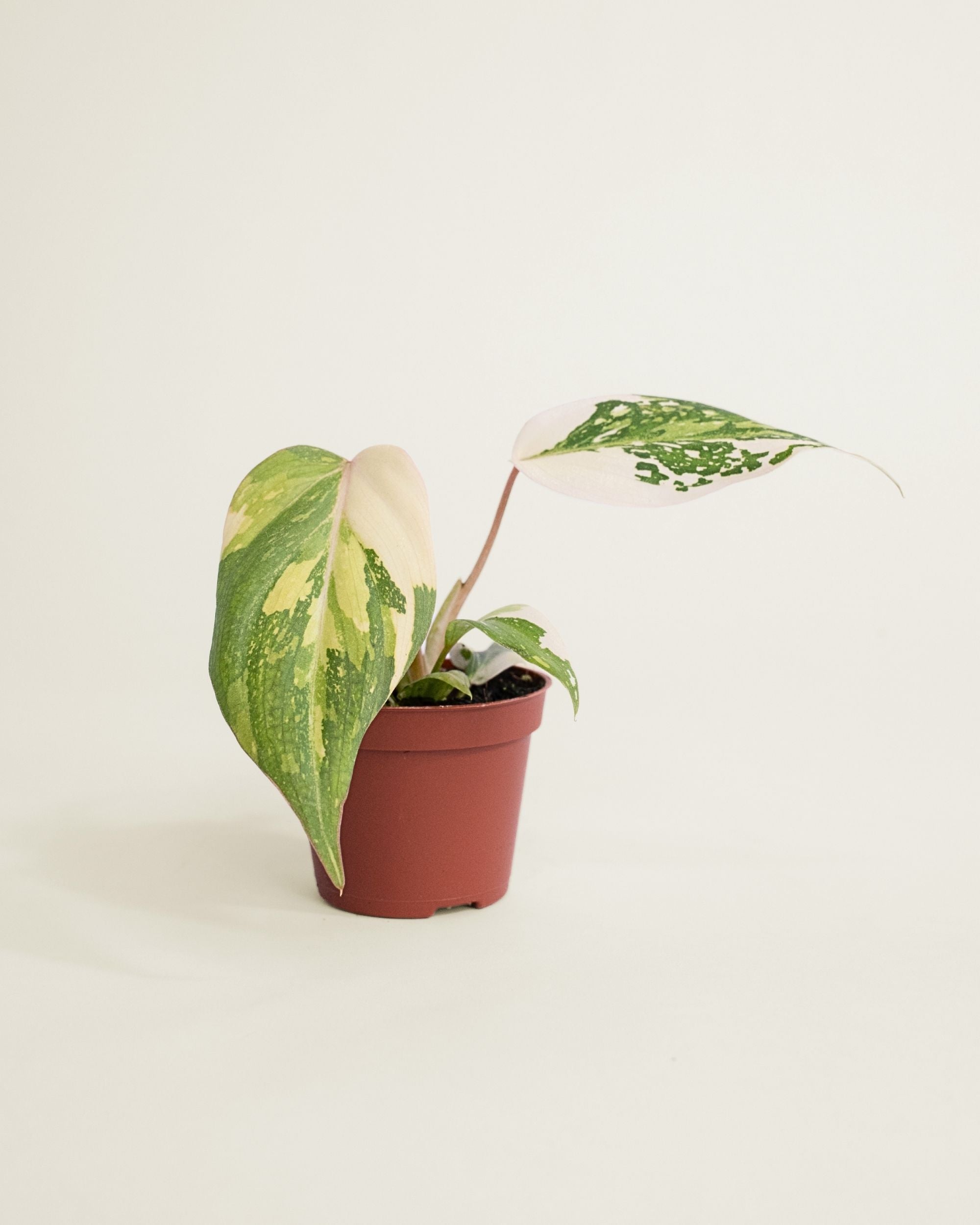 Philodendron Gloriosum Tricolor