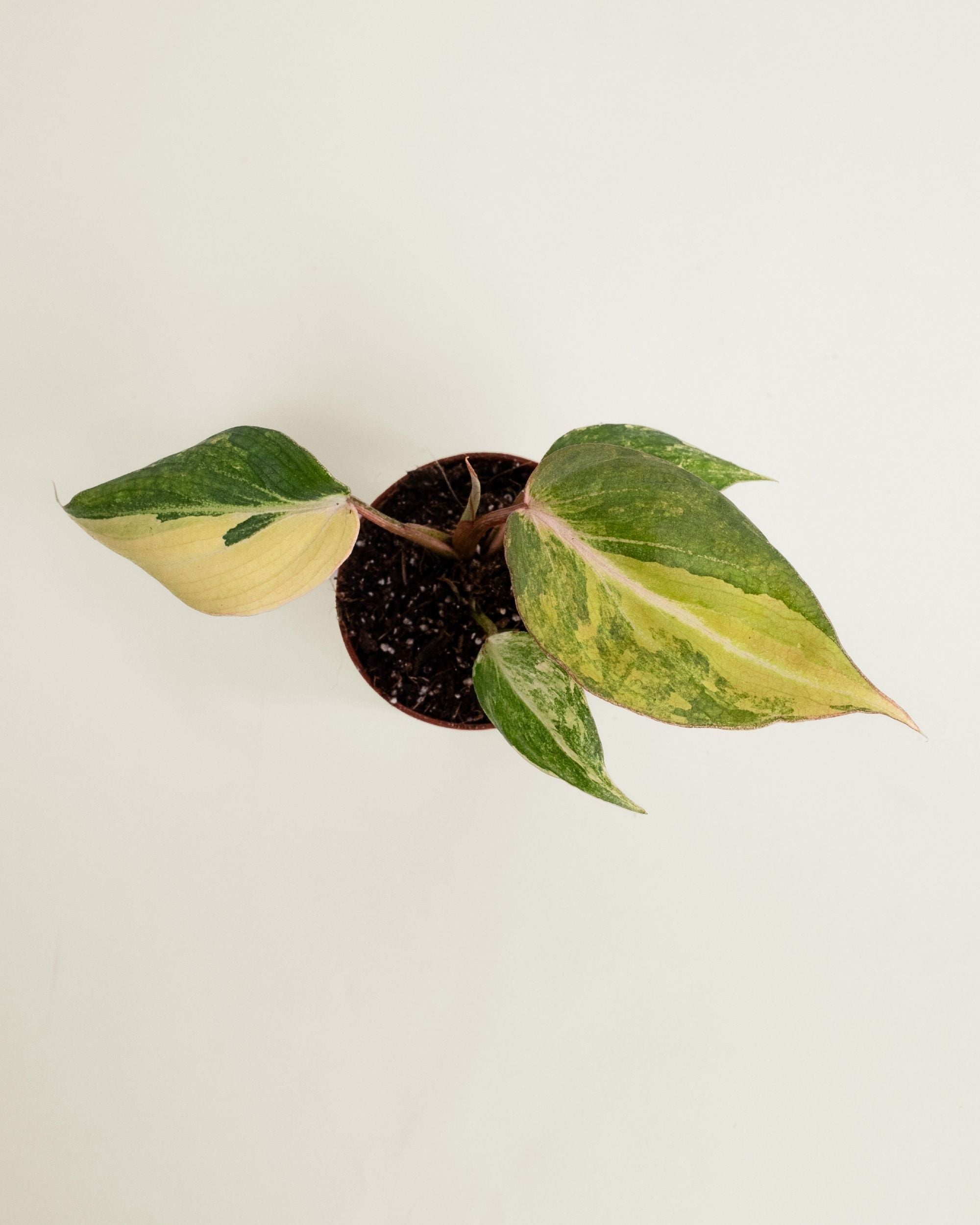 Philodendron Gloriosum Variegata
