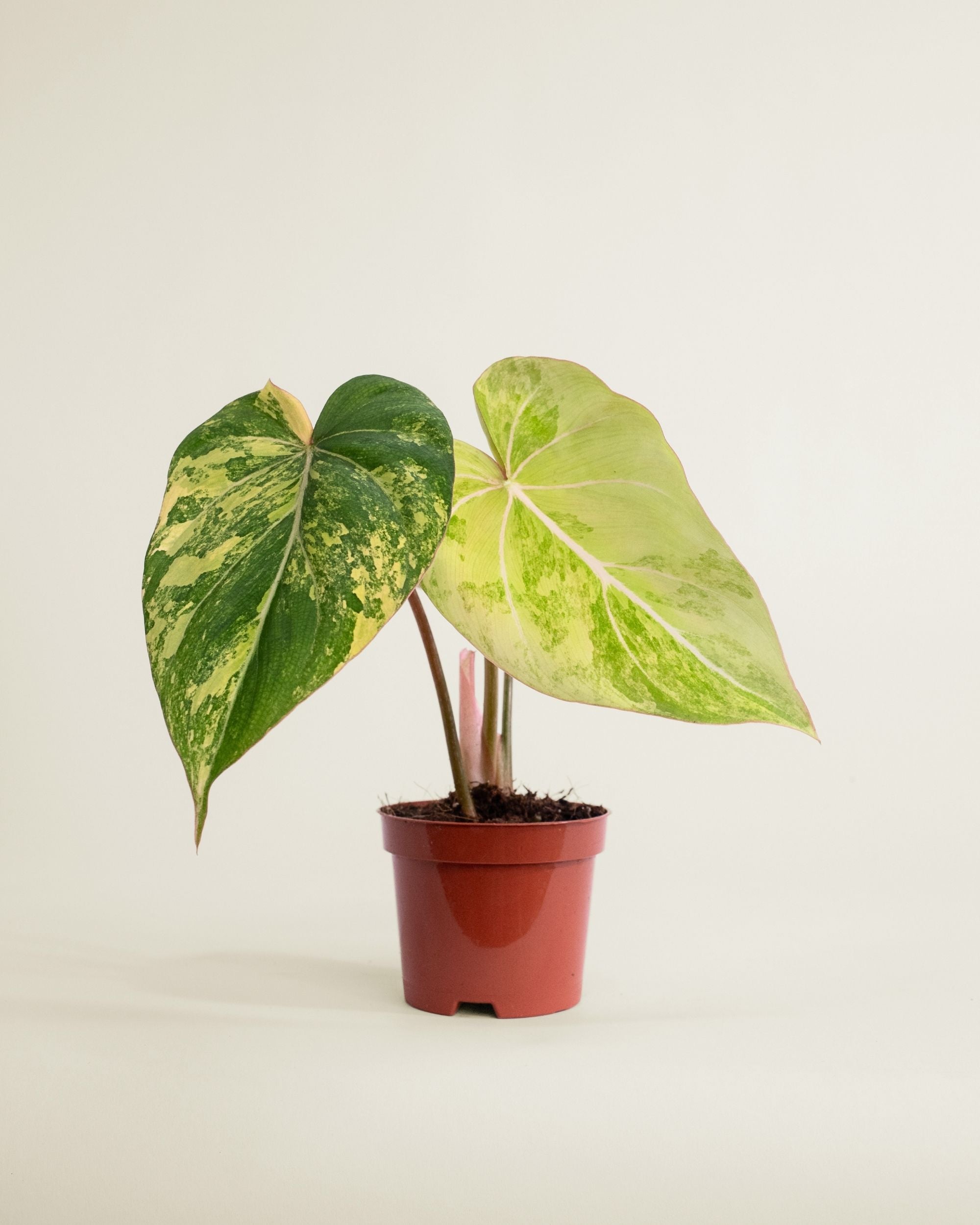 Philodendron Gloriosum Variegata