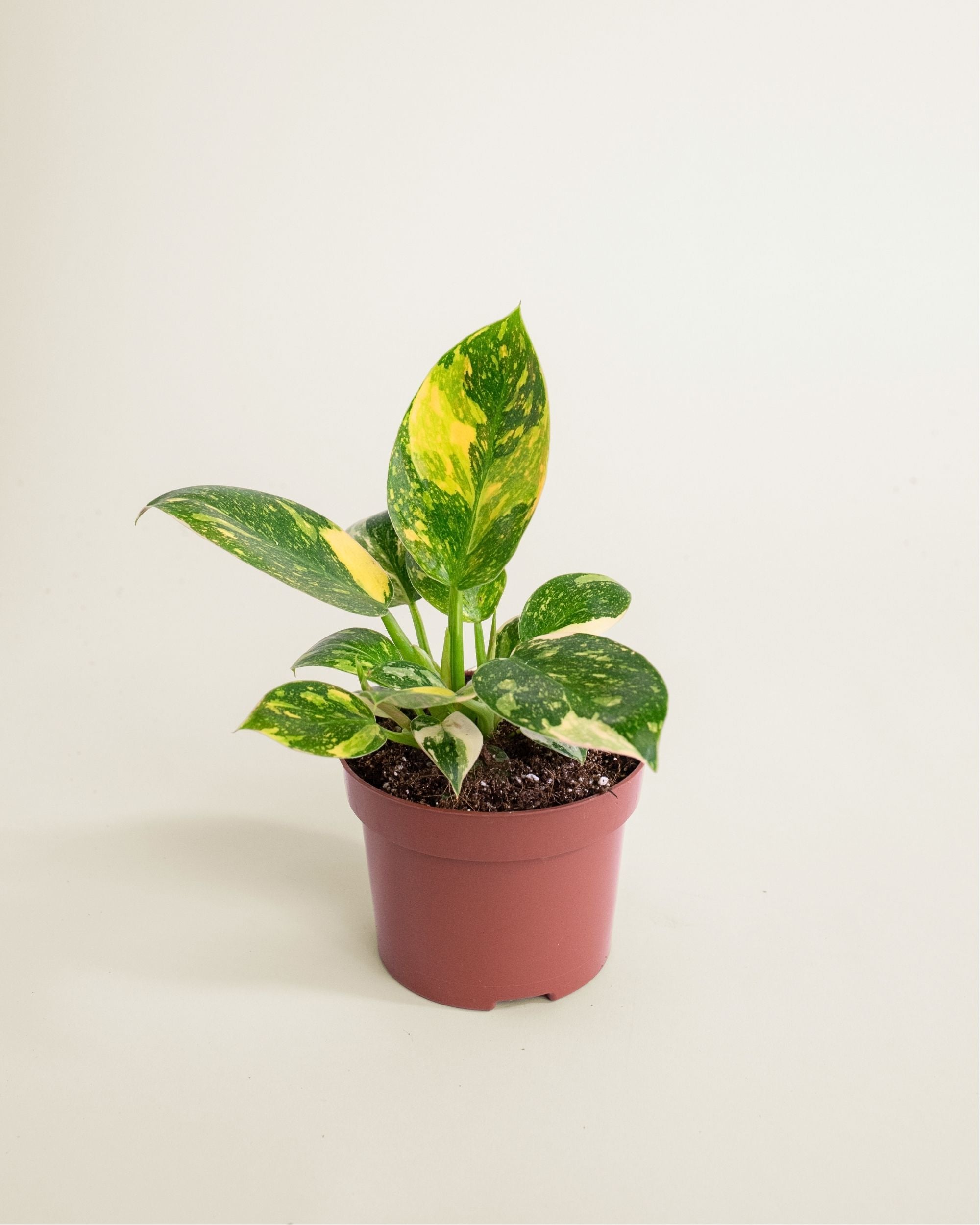 Philodendron Green Congo Variegata