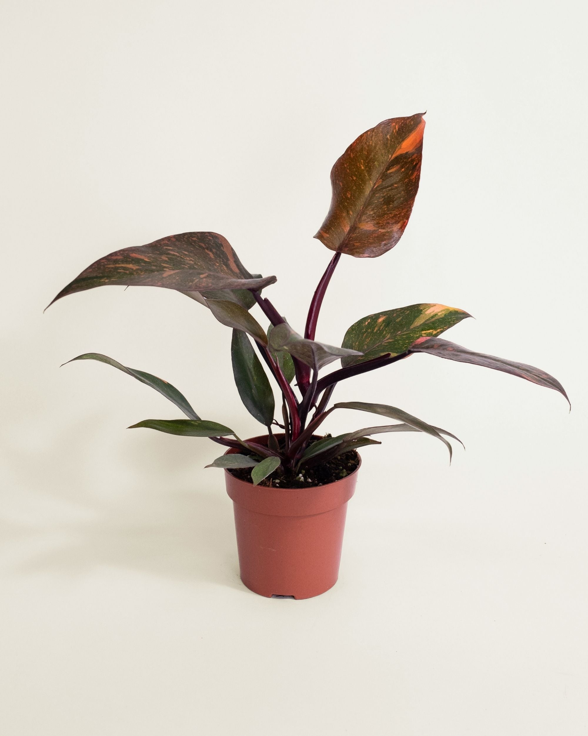 Philodendron Orange Princess