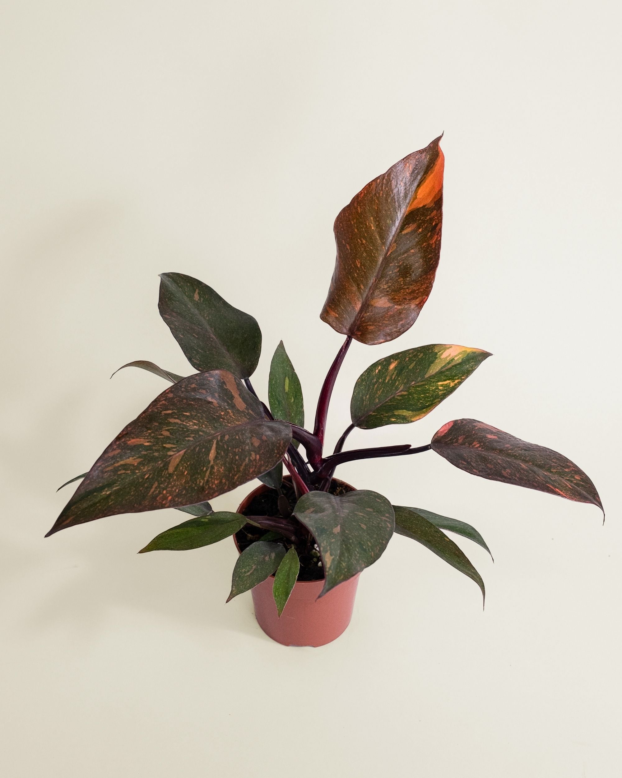 Philodendron Orange Princess