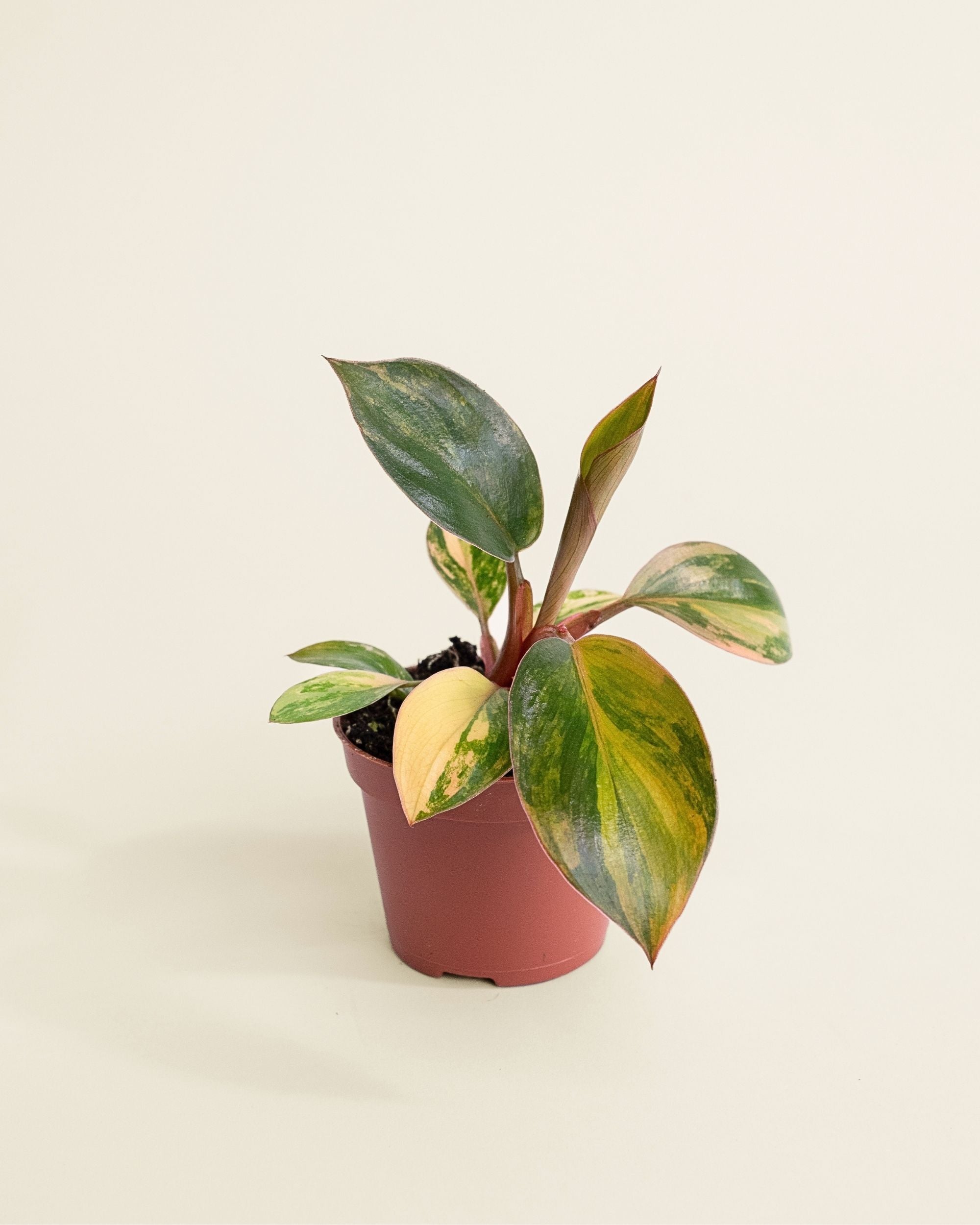 Philodendron Red Congo Variegata
