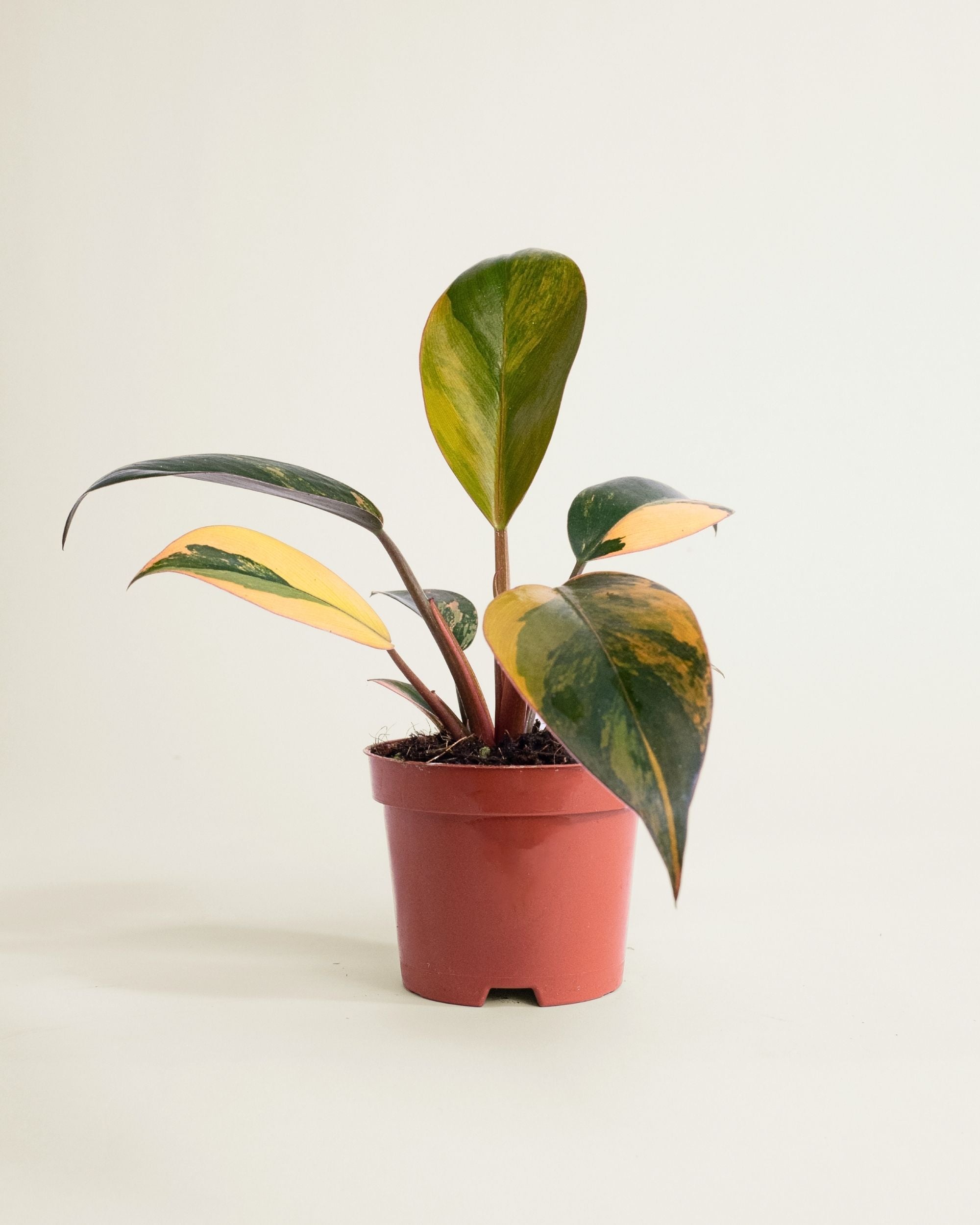 Philodendron Red Congo Variegata