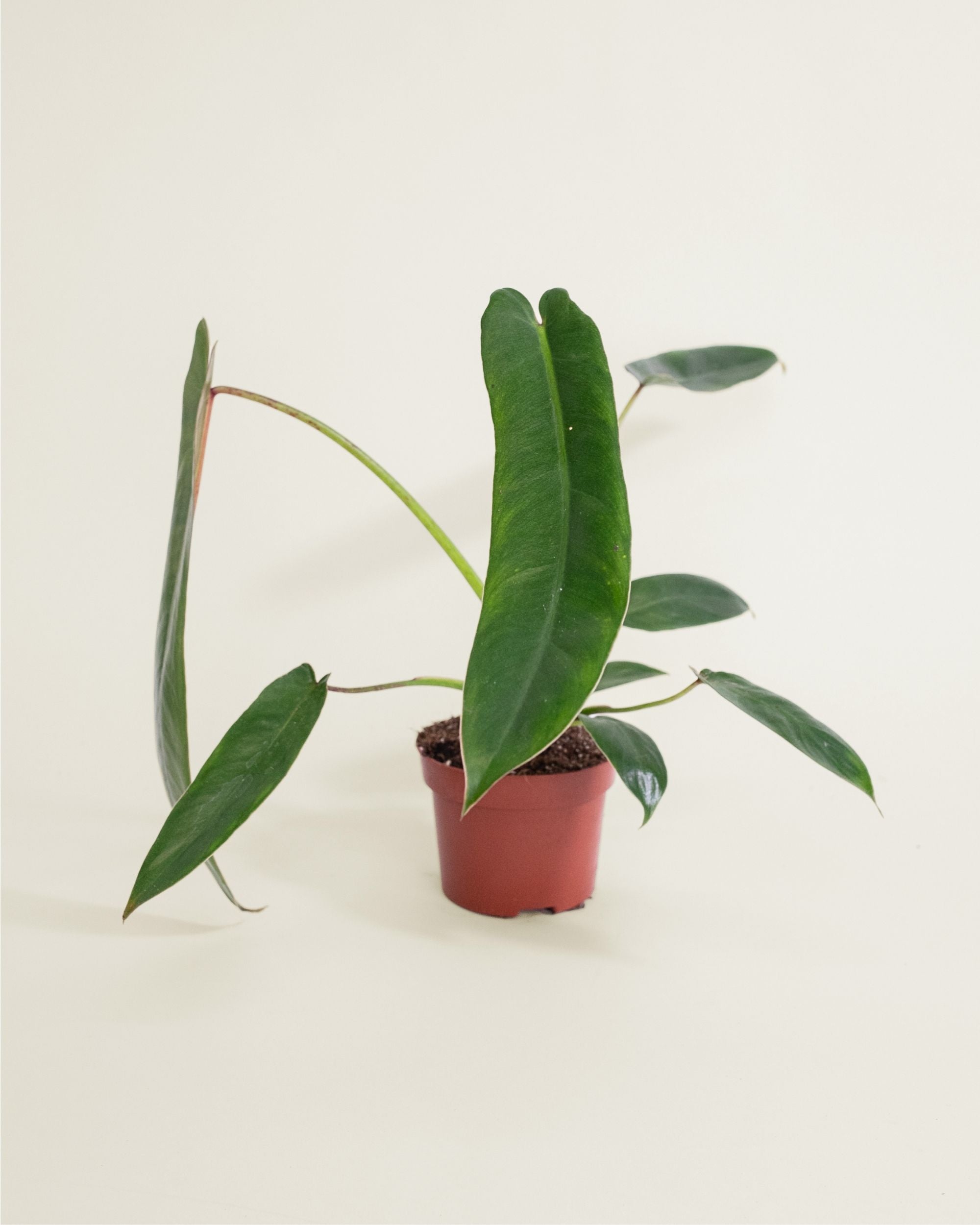 Philodendron Spiritus Sancti