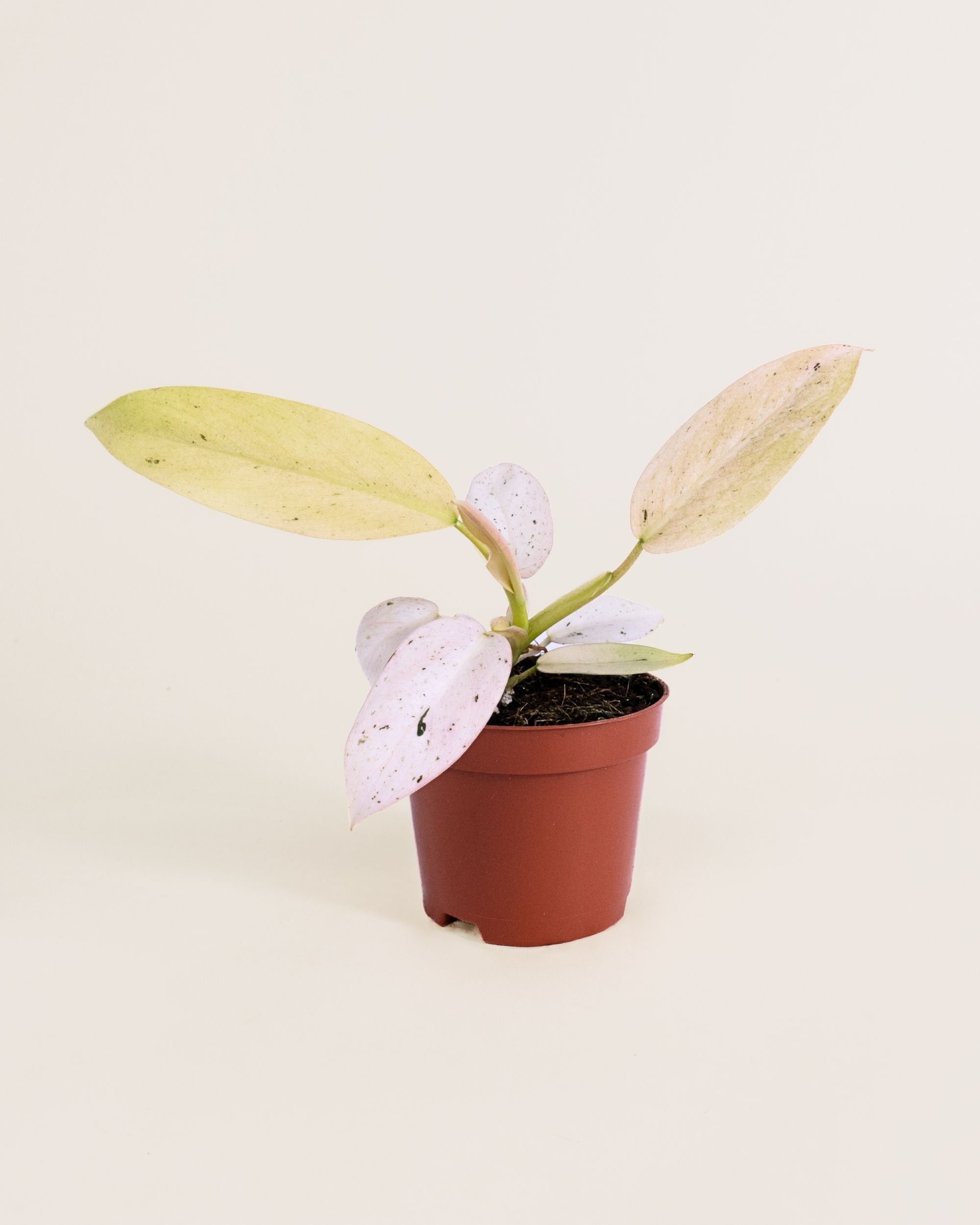 Philodendron Whipple Way