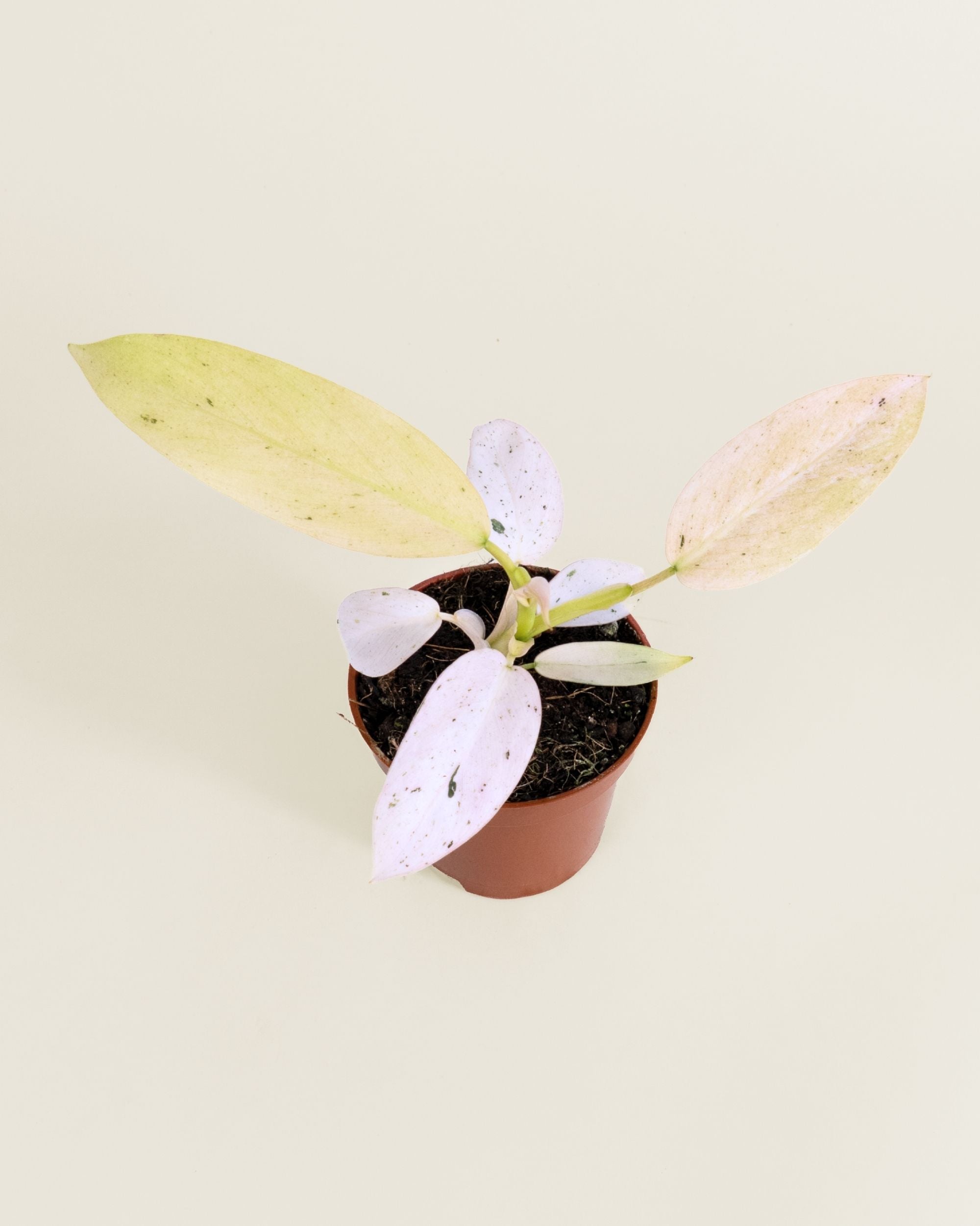 Philodendron Whipple Way