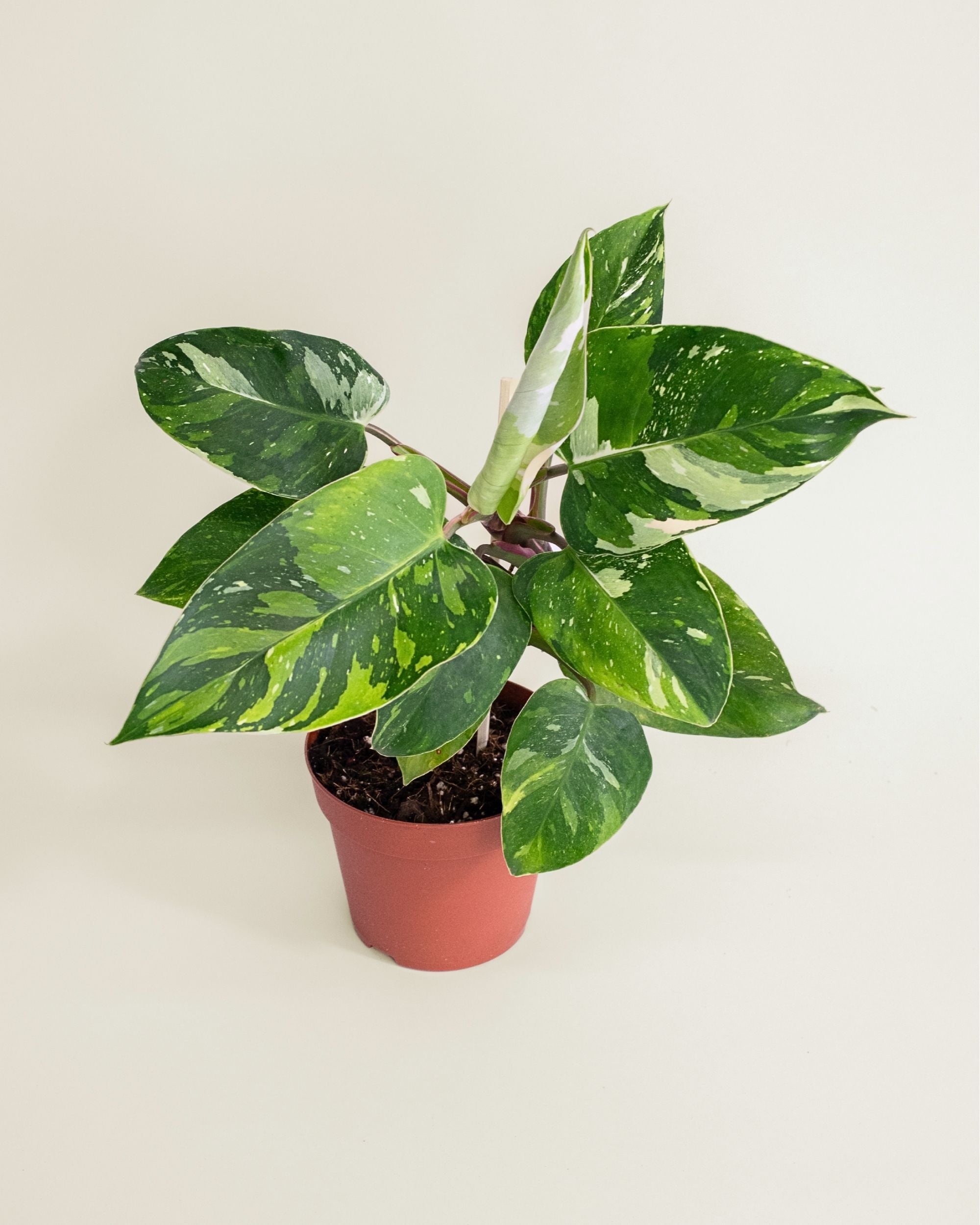 Philodendron White Princess Tricolor