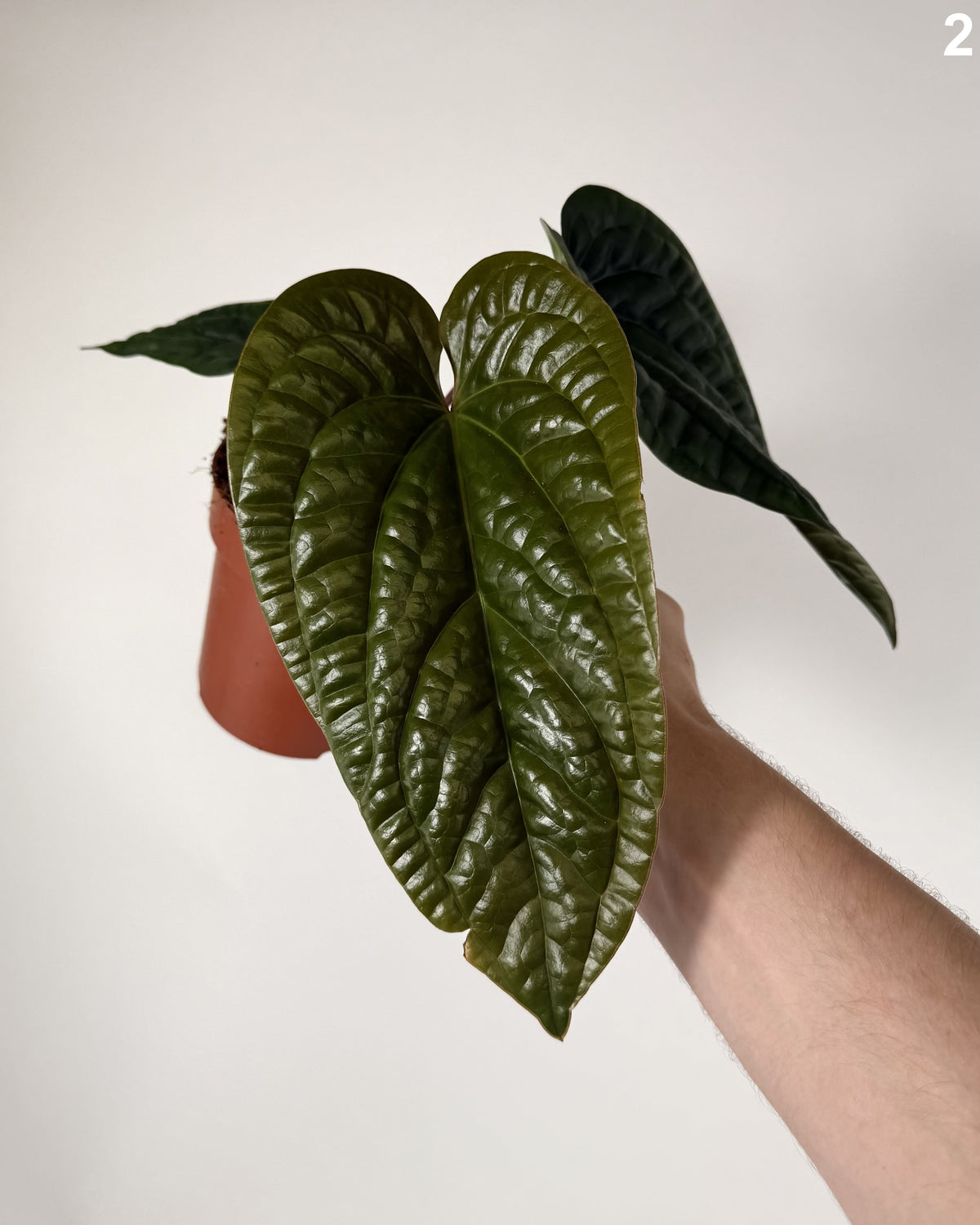 Anthurium Radicans WW