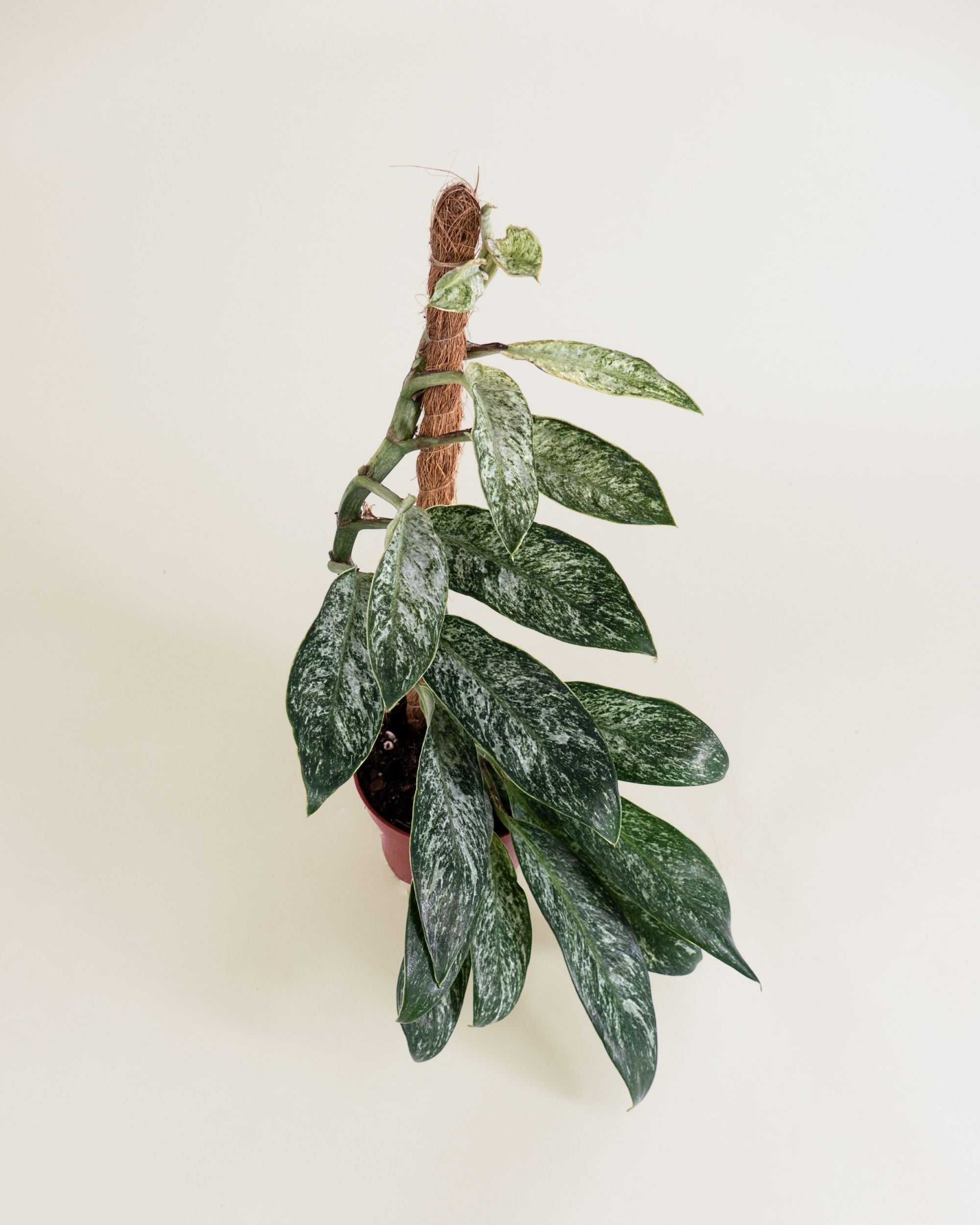 Rhaphidophora Elliptica Mint