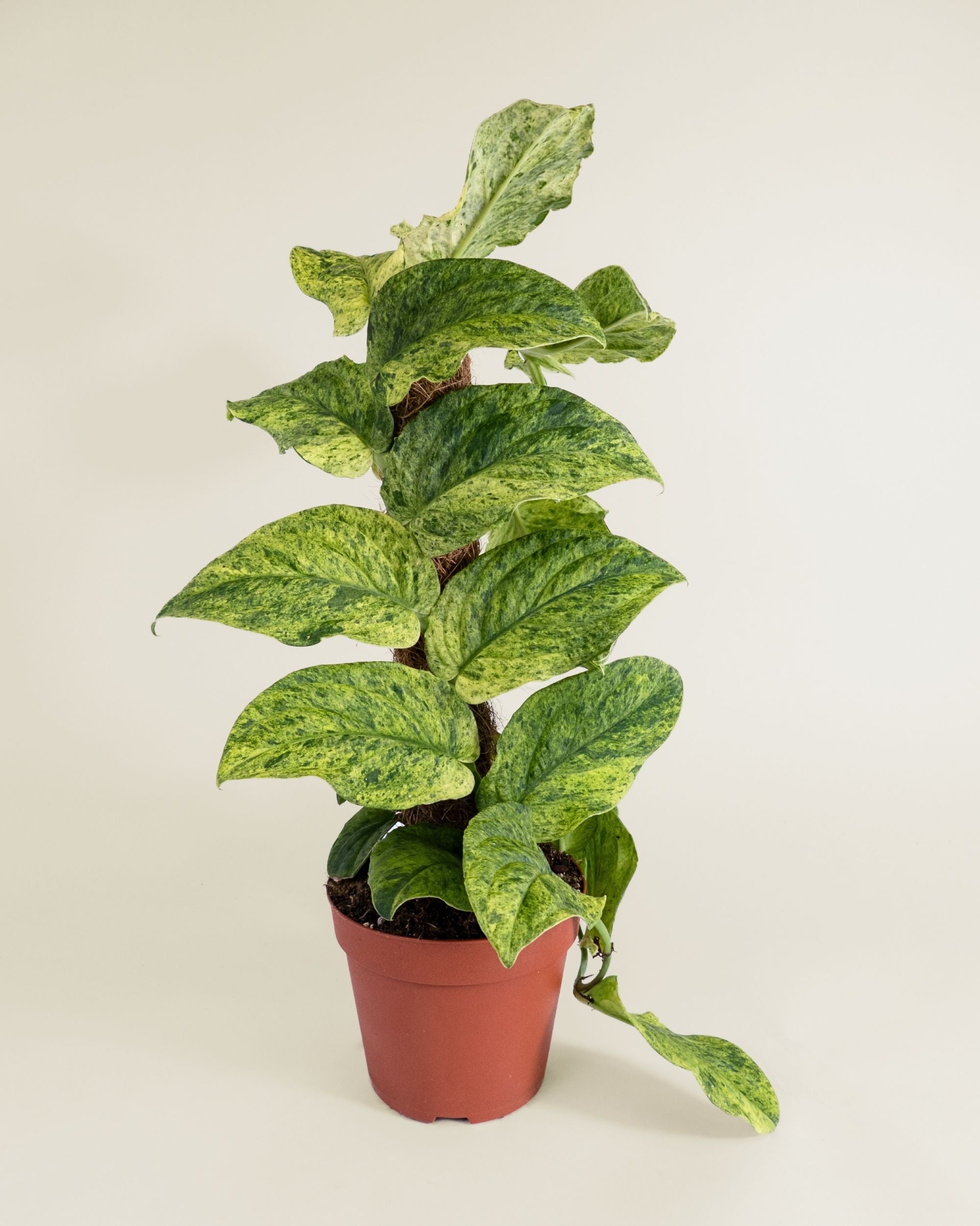 Rhaphidophora Korthalsii Variegata