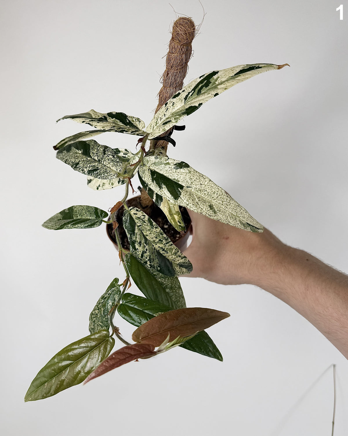 Ficus Sagittata Pink WW