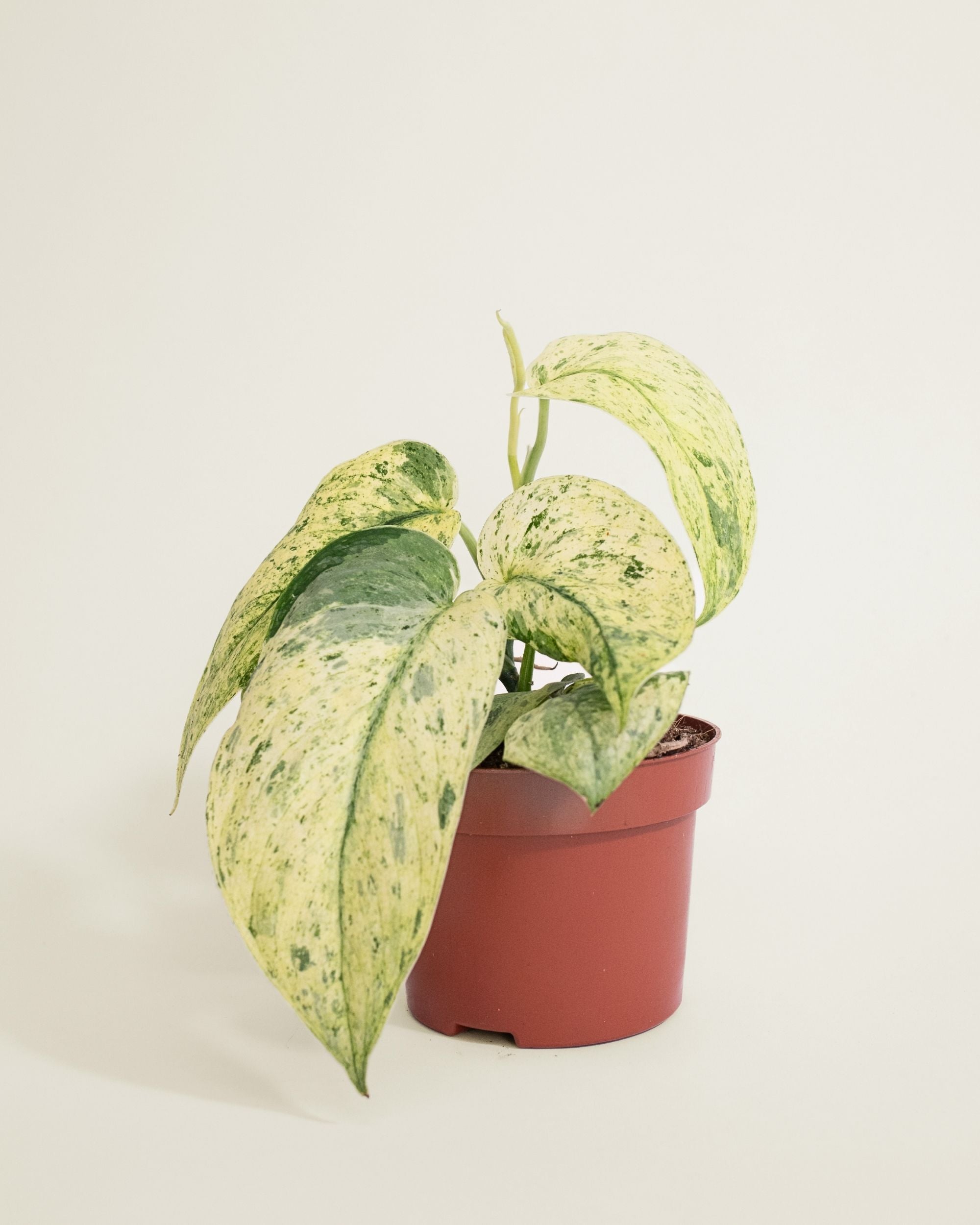 Scindapsus Crème Brûlée