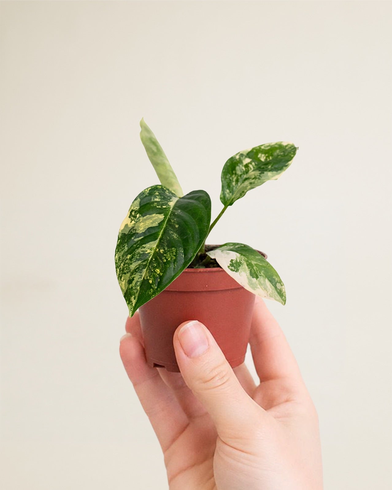 Xanthosoma Lindenii Variegata