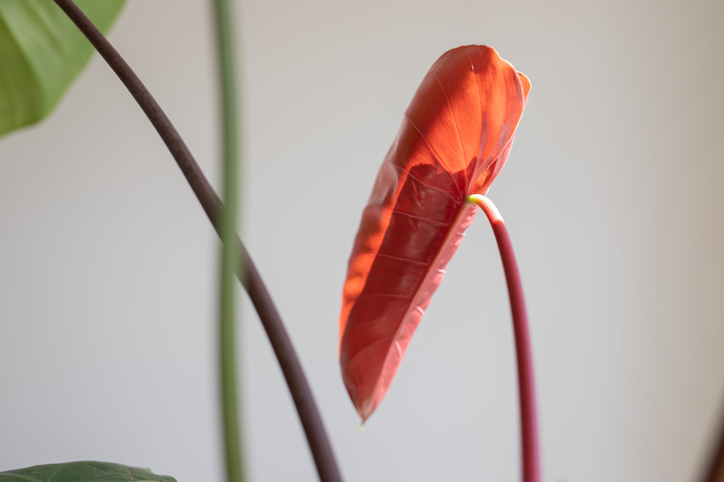 Philodendron Lynamii - Downtown Plant Club