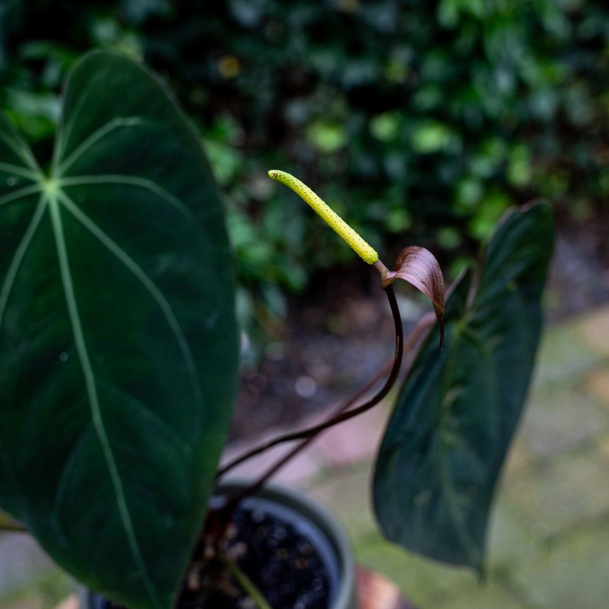 How to grow Anthurium from seed! (a step-by-step tutorial)