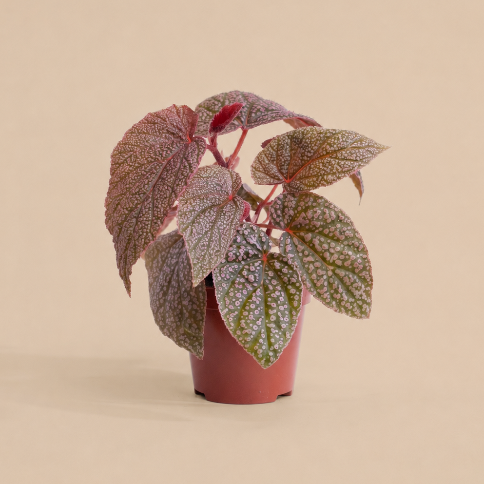 All Houseplants