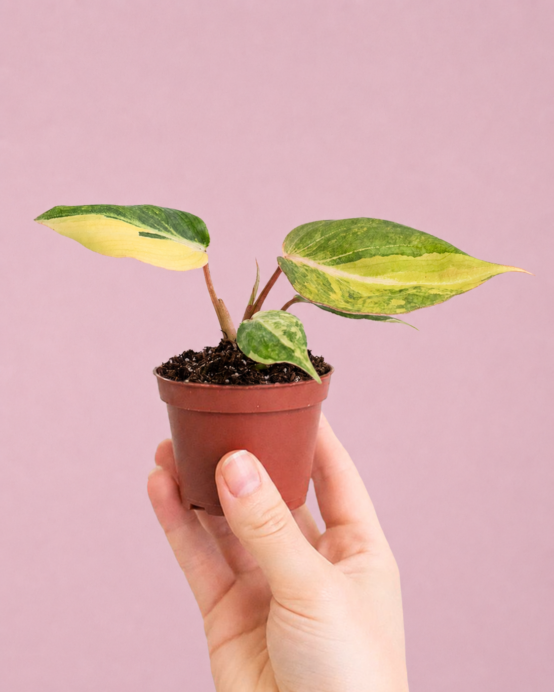 Baby Plants
