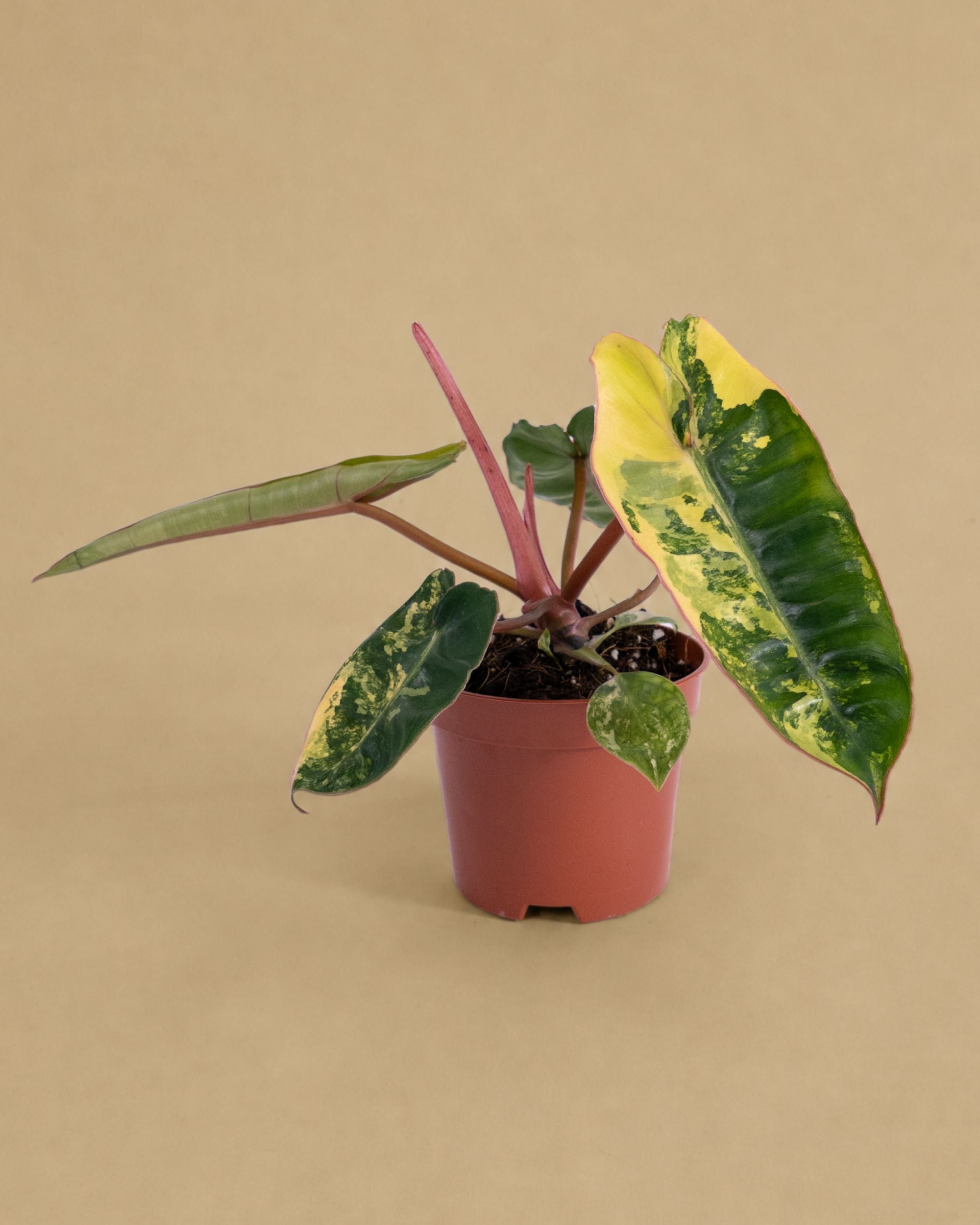Variegated Plants