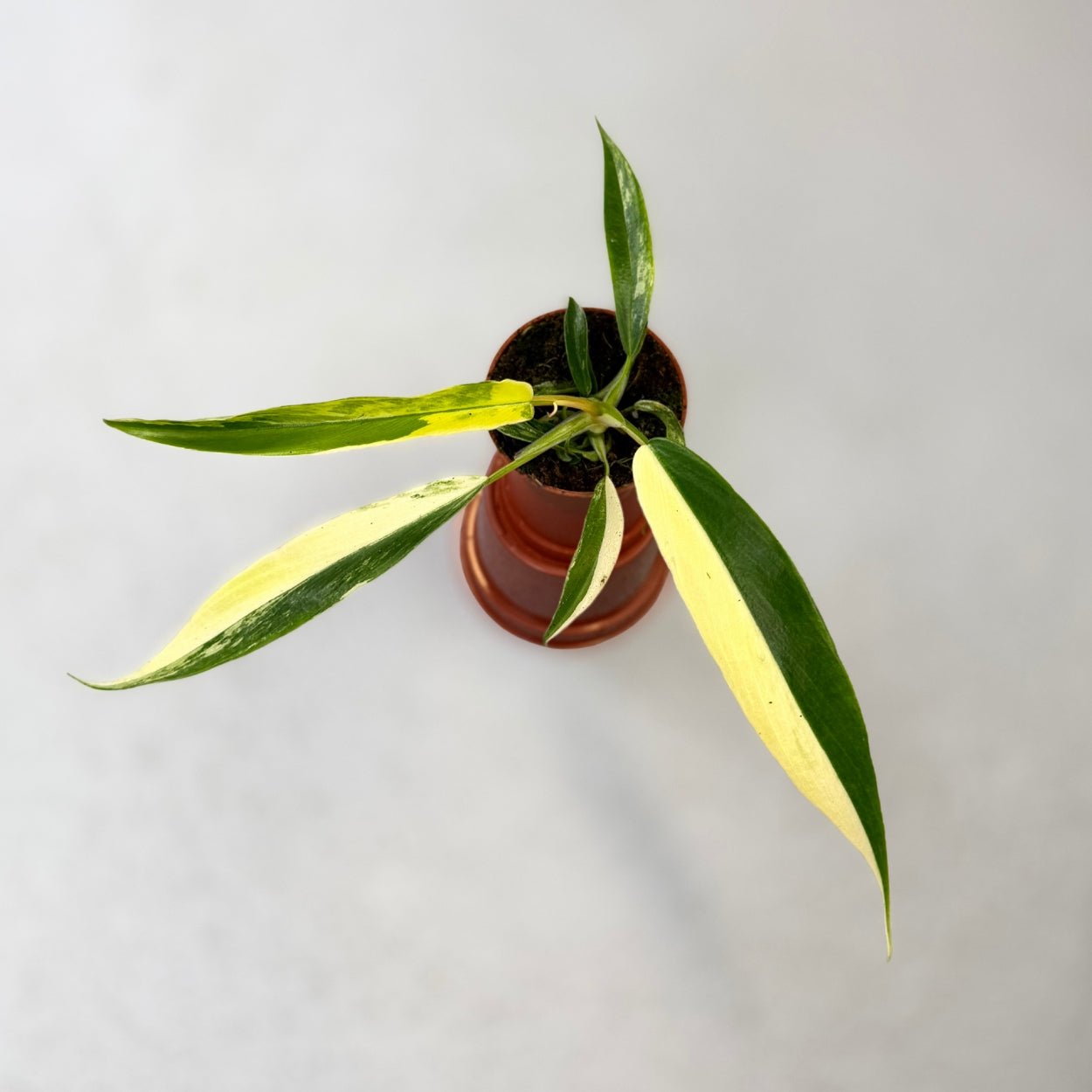 Philodendron Florida Beauty X Tortum Variegata by DOWNTOWN PLANT CLUB