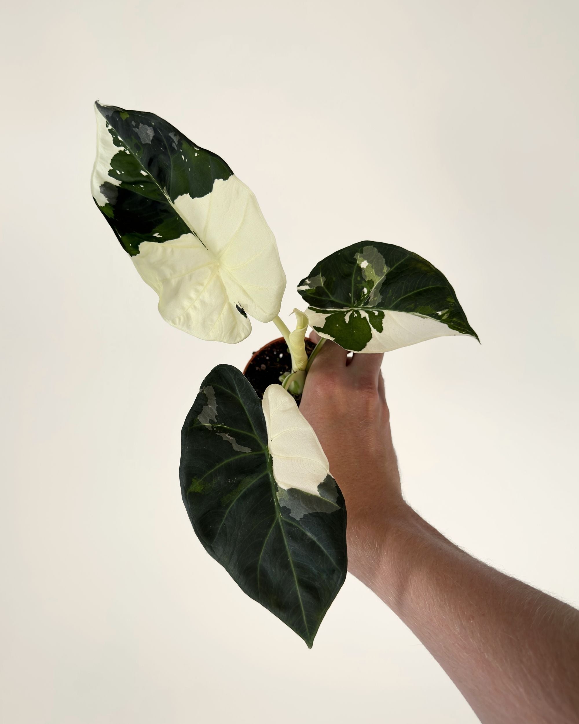 Alocasia Regal Shield Albo