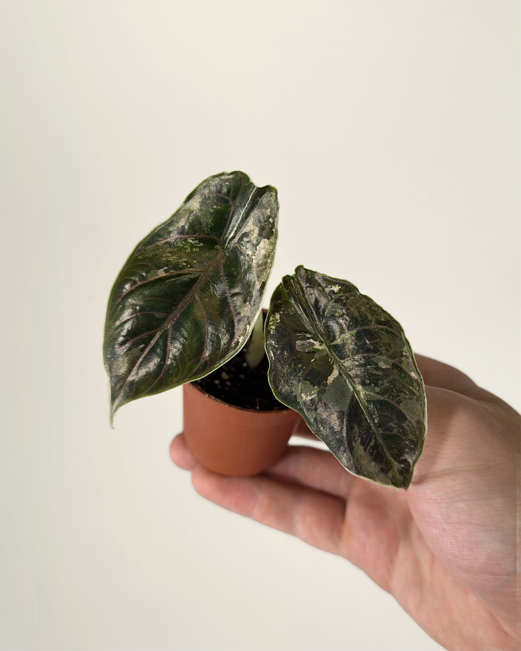 Alocasia Azlanii Albo