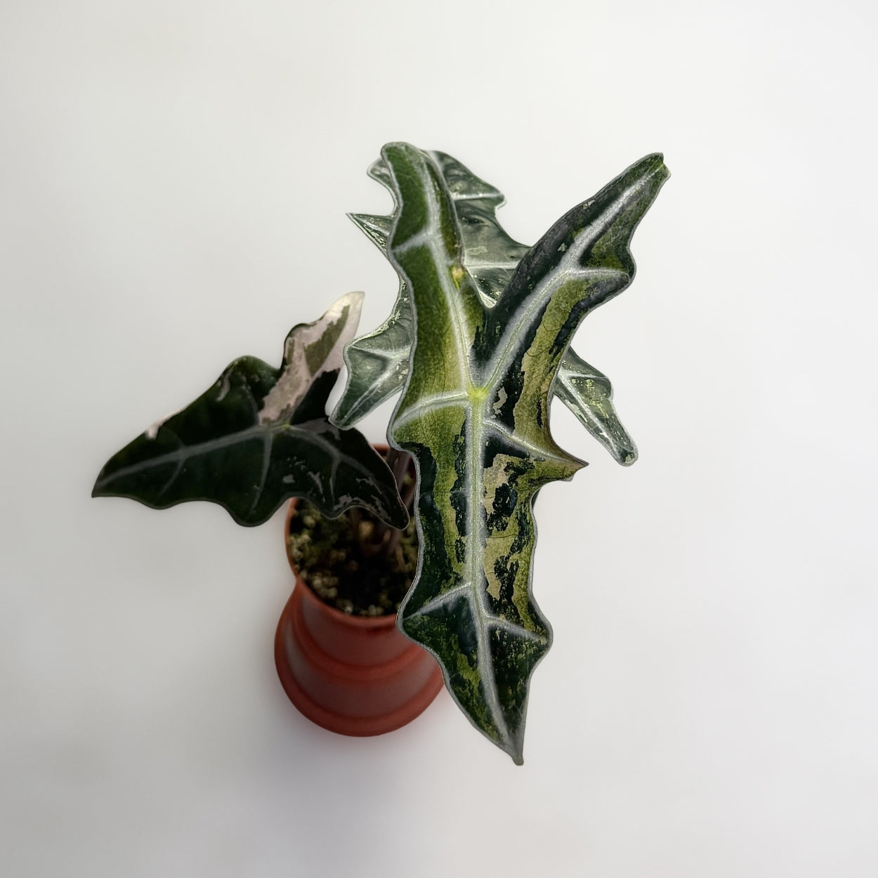 Alocasia Nobilis Pink Variegata