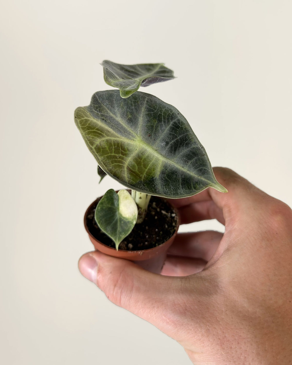 Alocasia Watsoniana Type Glossy Variegata