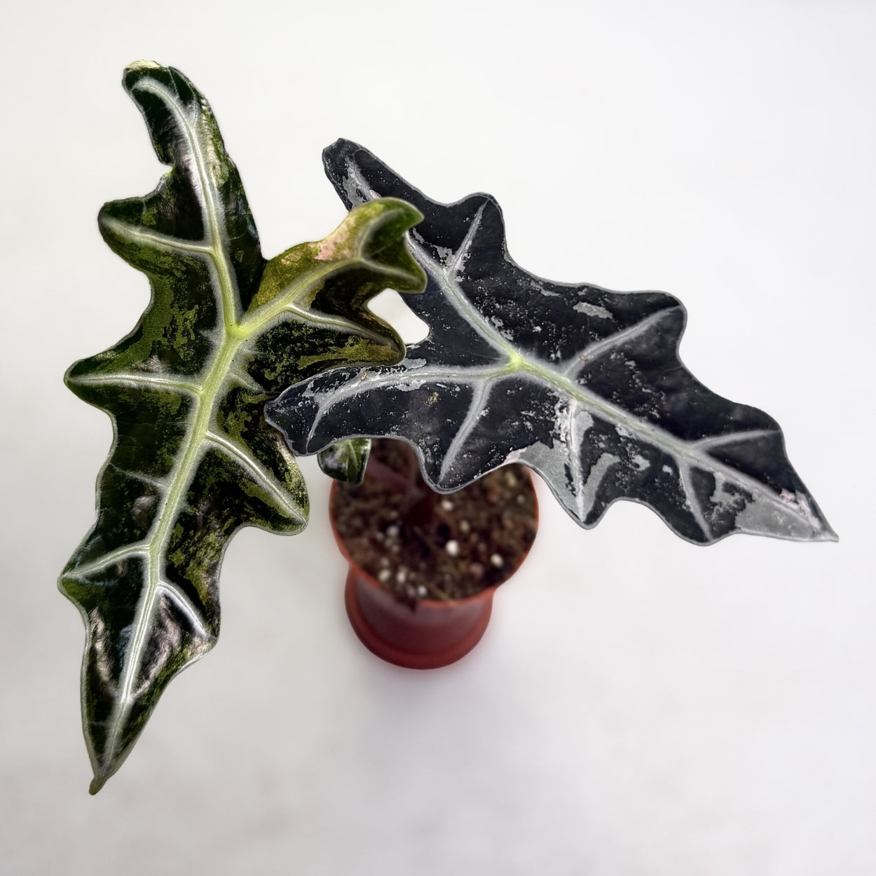 Alocasia Nobilis Pink Variegata