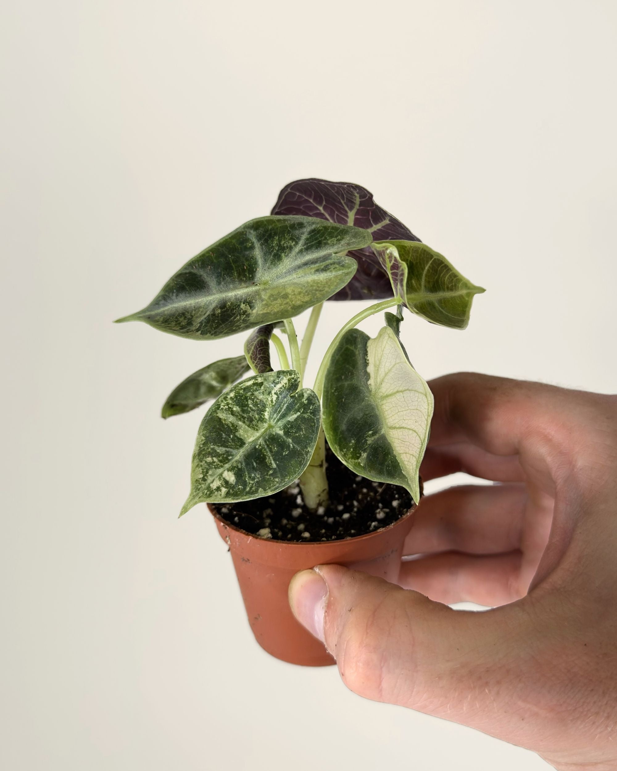 Alocasia Watsoniana Type Glossy Variegata
