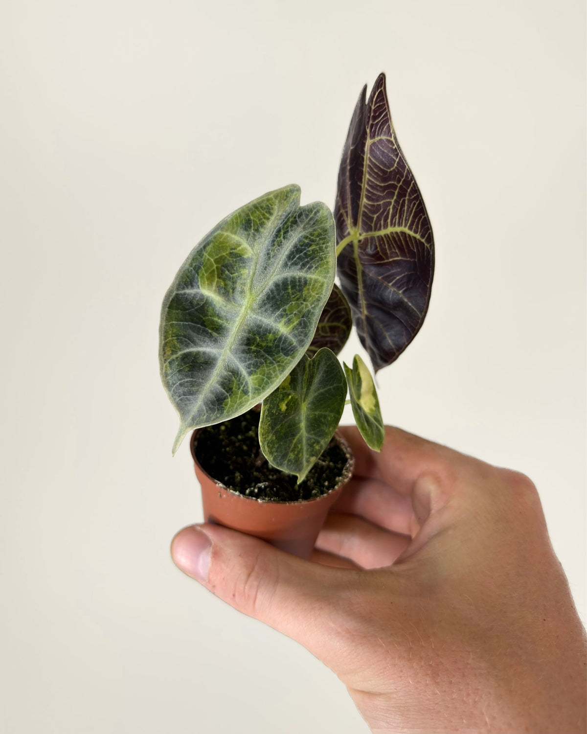 Alocasia Watsoniana Type Glossy Variegata