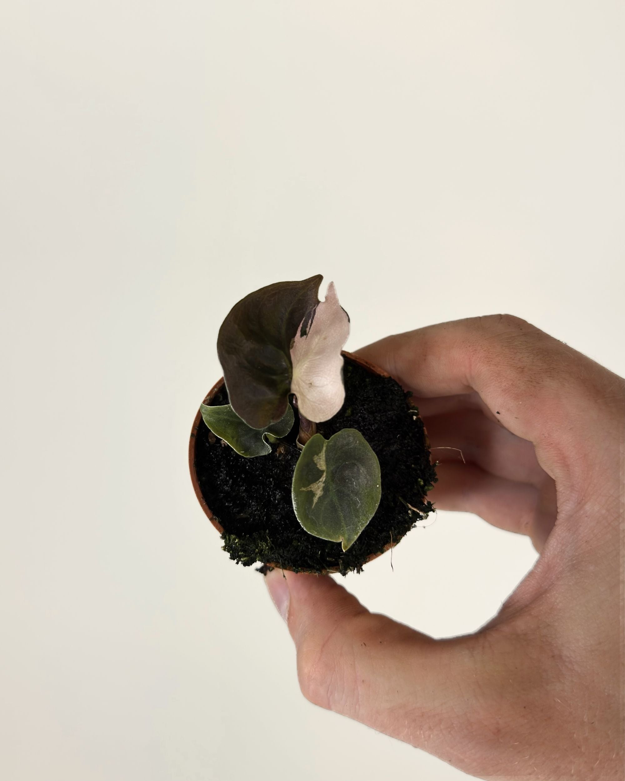 Alocasia Cuprea Pink Albo