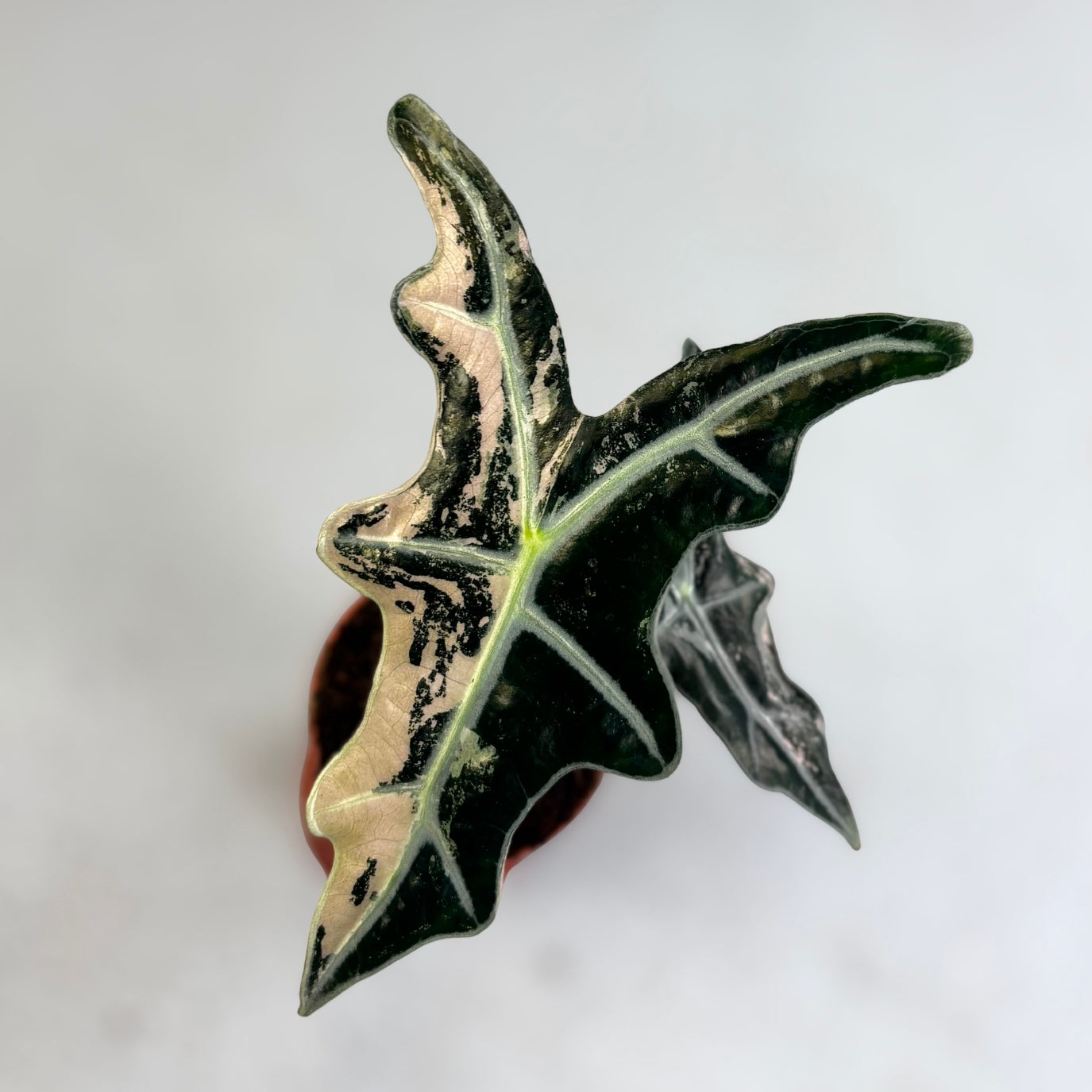 Alocasia Nobilis Pink Variegata